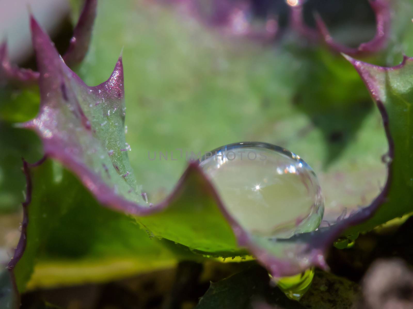 A drop of water on a leaf by sandra_fotodesign