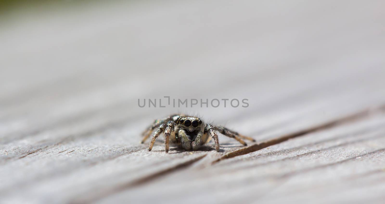 Little jumping spider is sitting on wood with soft background by sandra_fotodesign