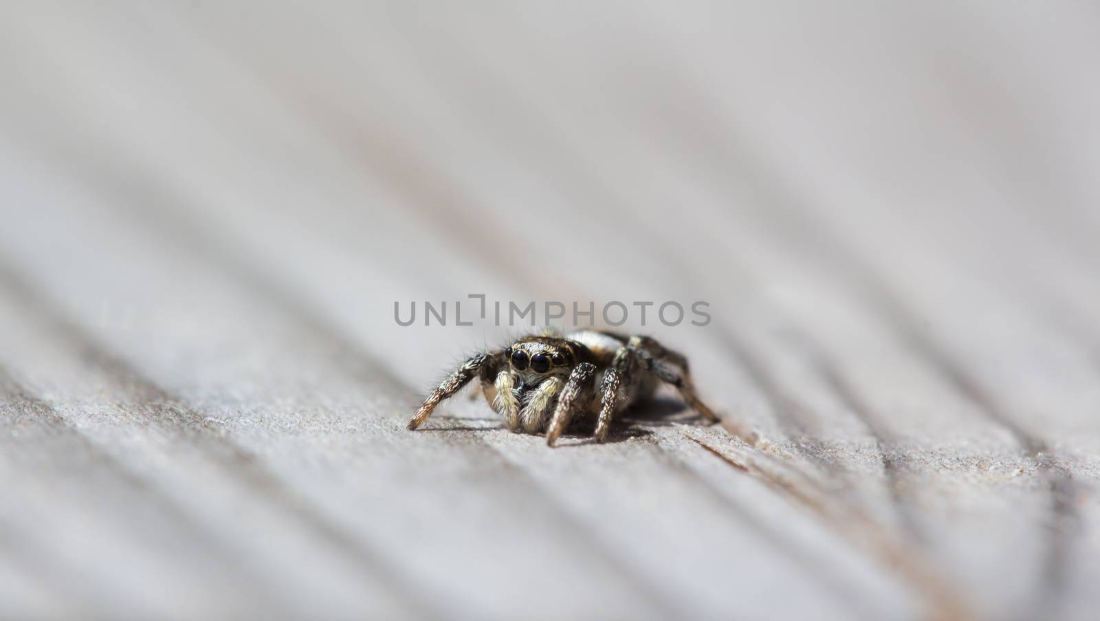Little jumping spider is sitting on wood with soft background by sandra_fotodesign