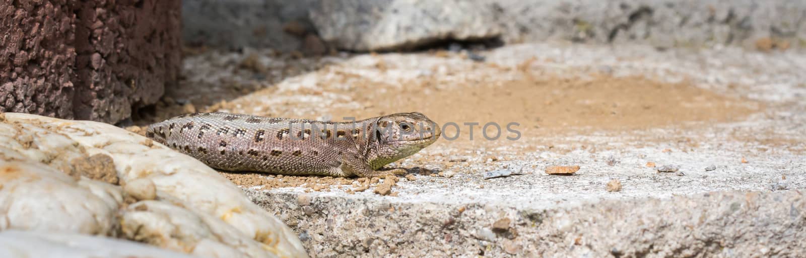 Little brown lizard out in the garden by sandra_fotodesign