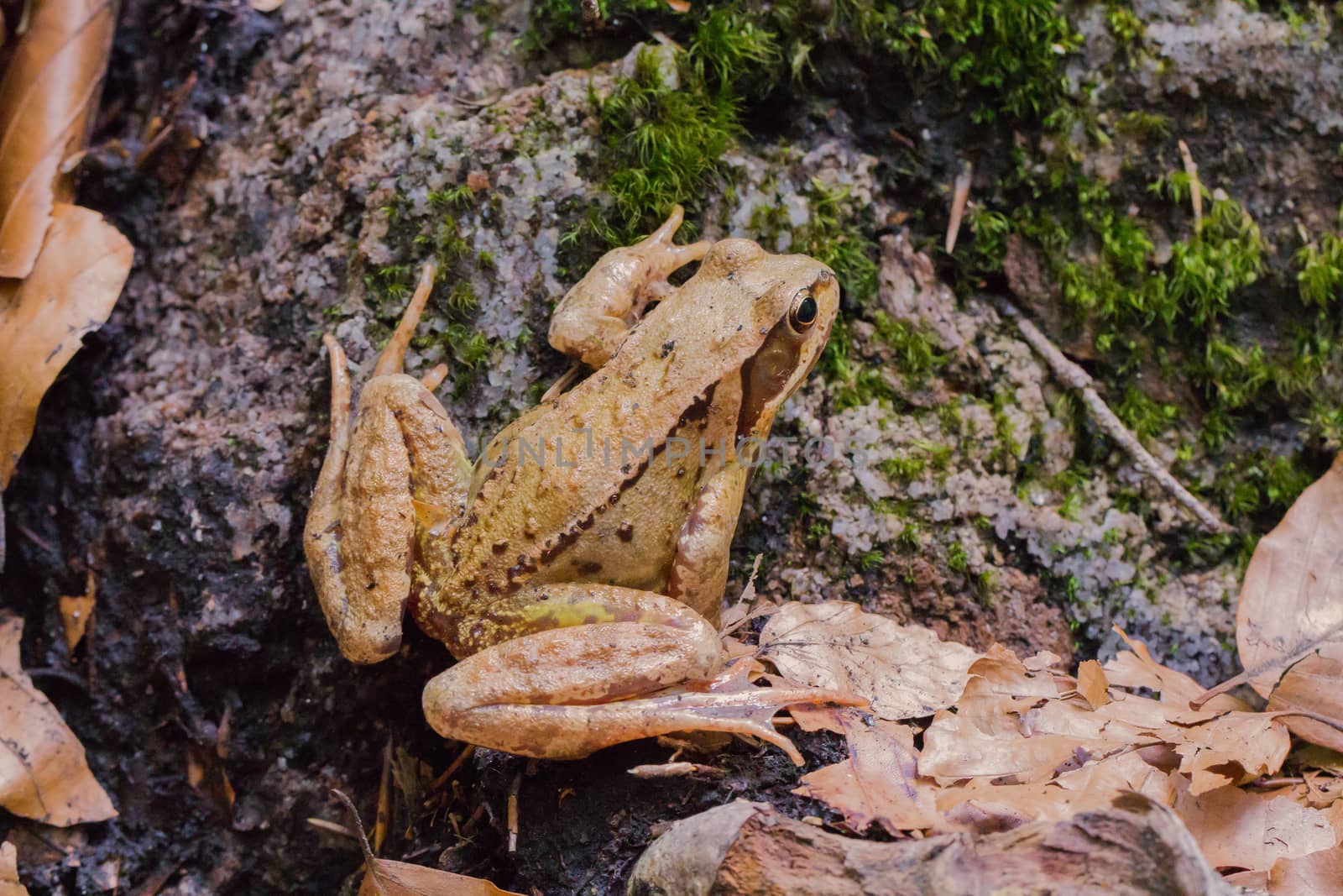 A brown toad sits on the forest floor