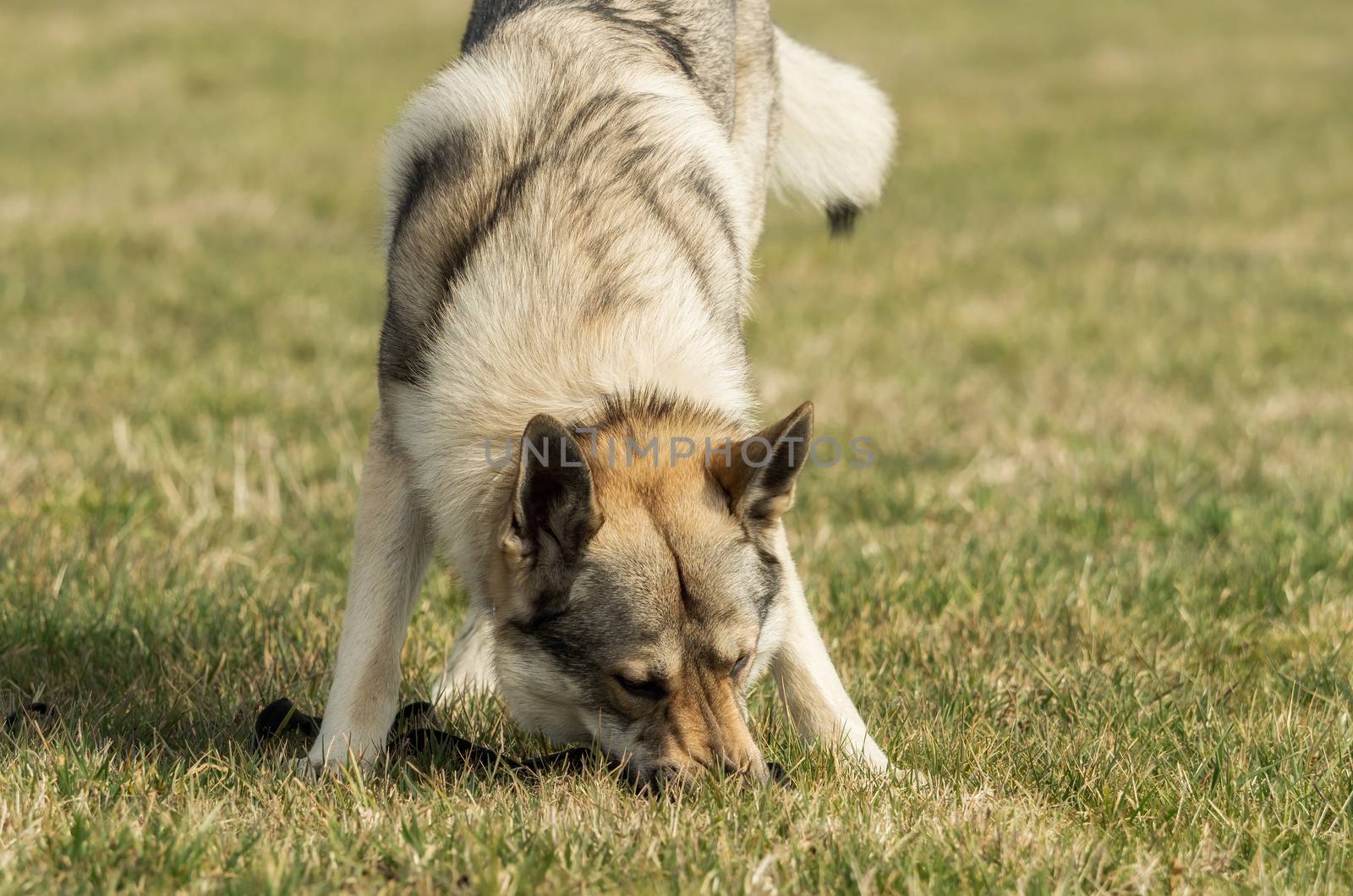 A Czech Wolfhound plays outside in the meadow by sandra_fotodesign