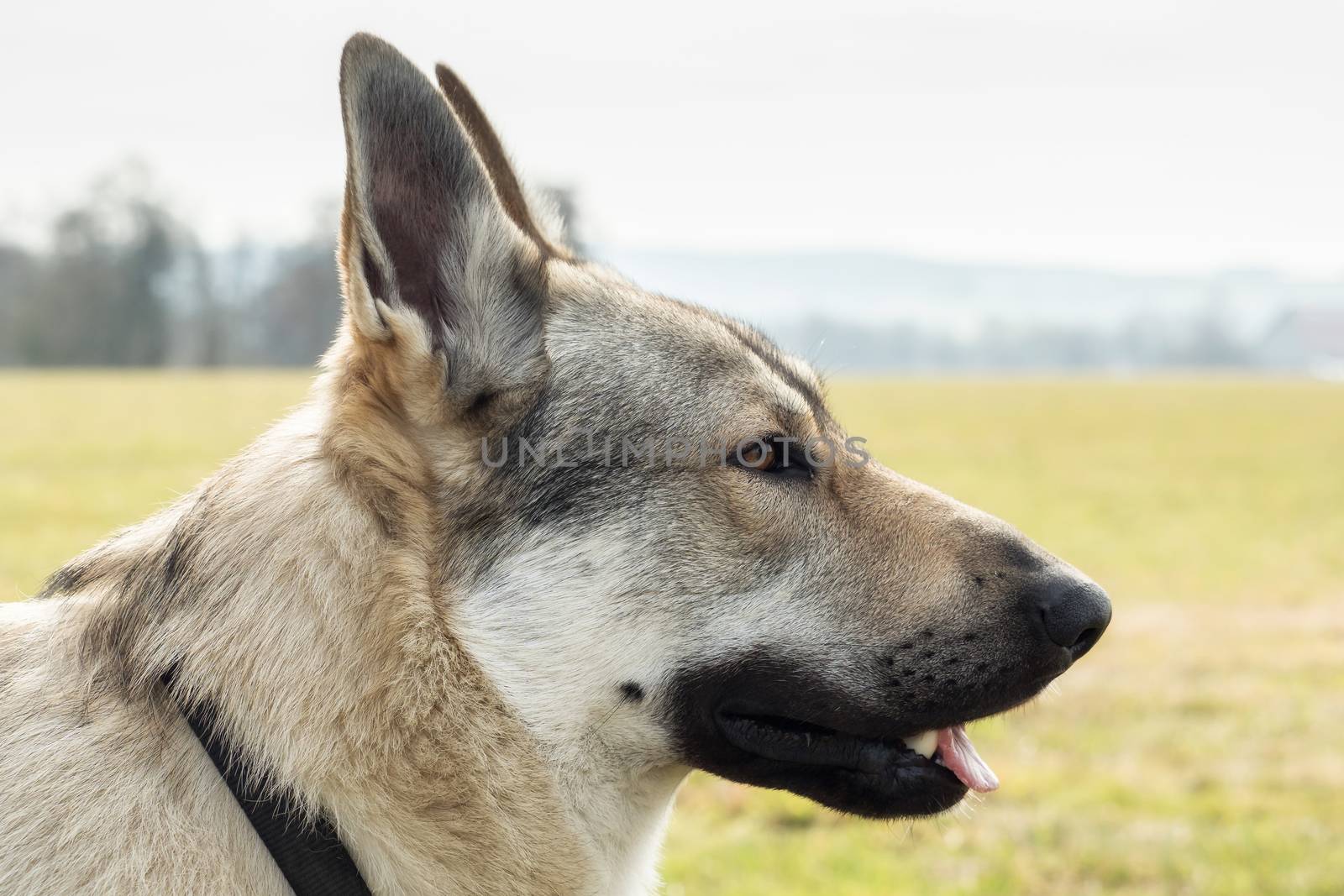 A Czech Wolfhound plays outside in the meadow by sandra_fotodesign