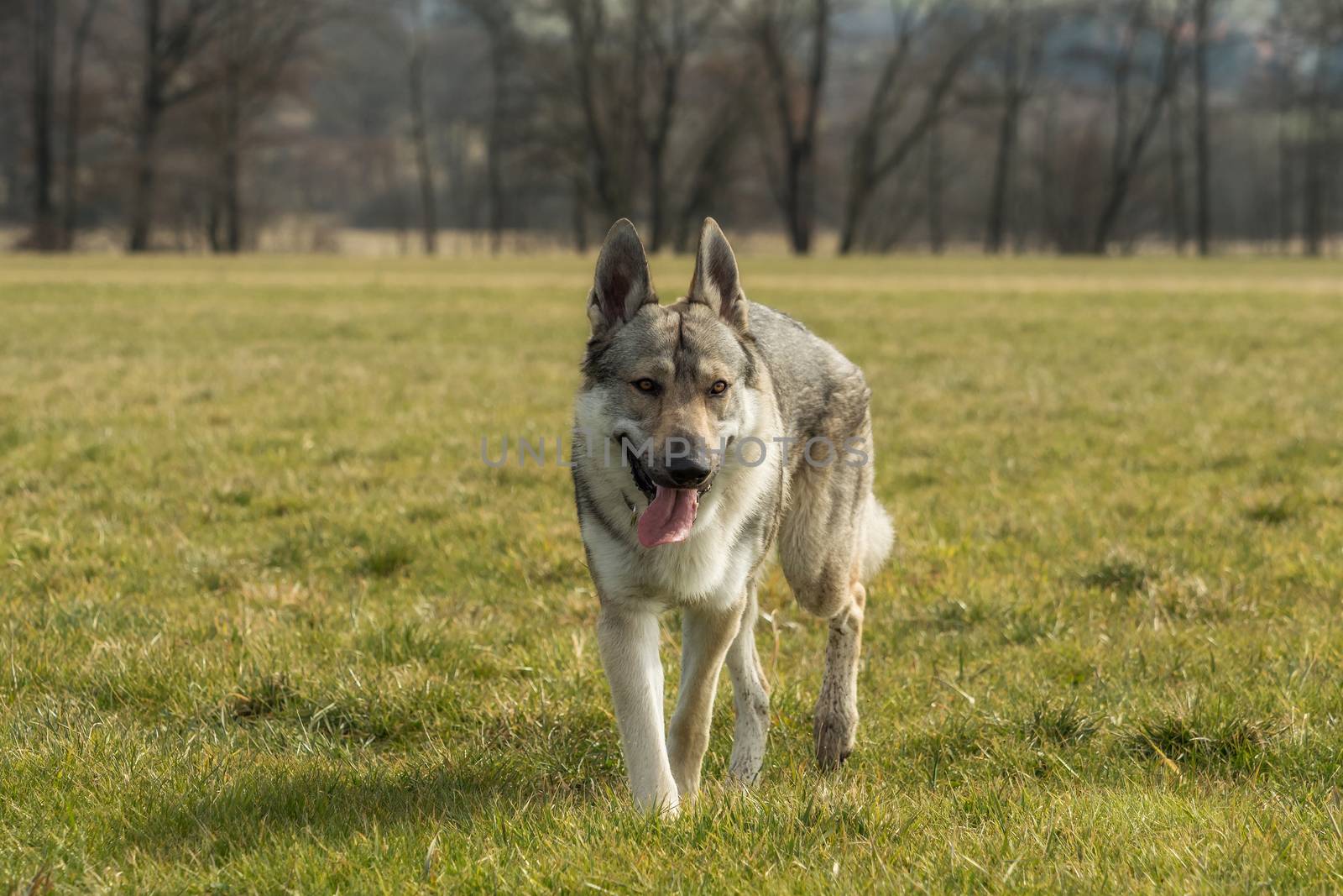 A Czech Wolfhound plays outside in the meadow