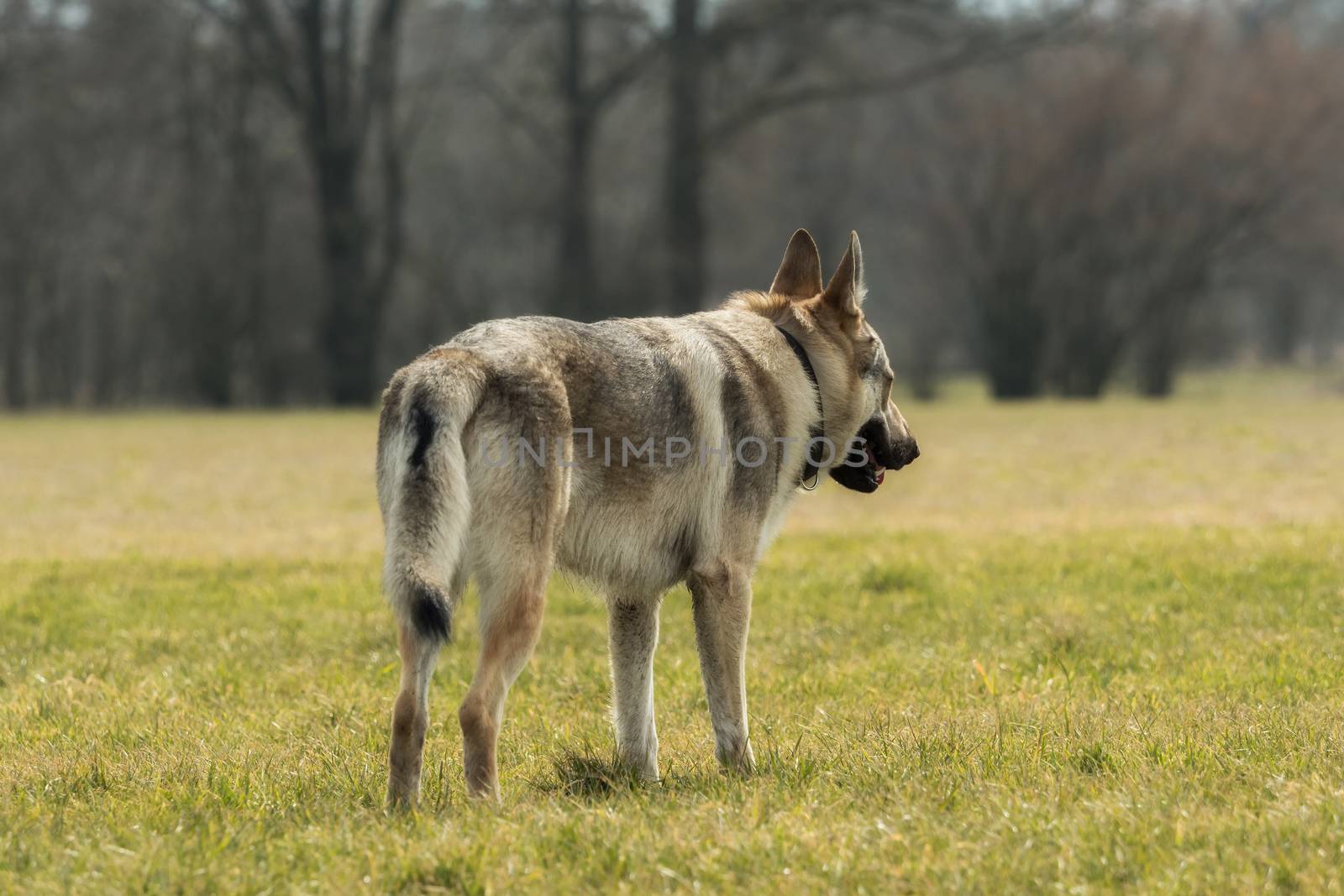 A Czech Wolfhound plays outside in the meadow