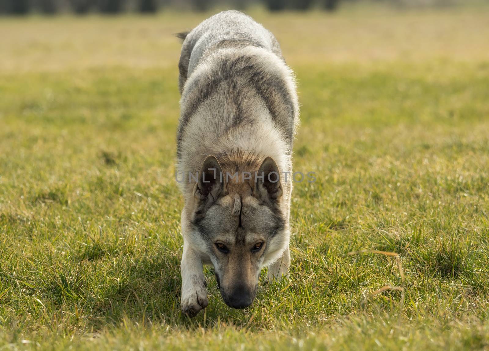 A Czech Wolfhound plays outside in the meadow