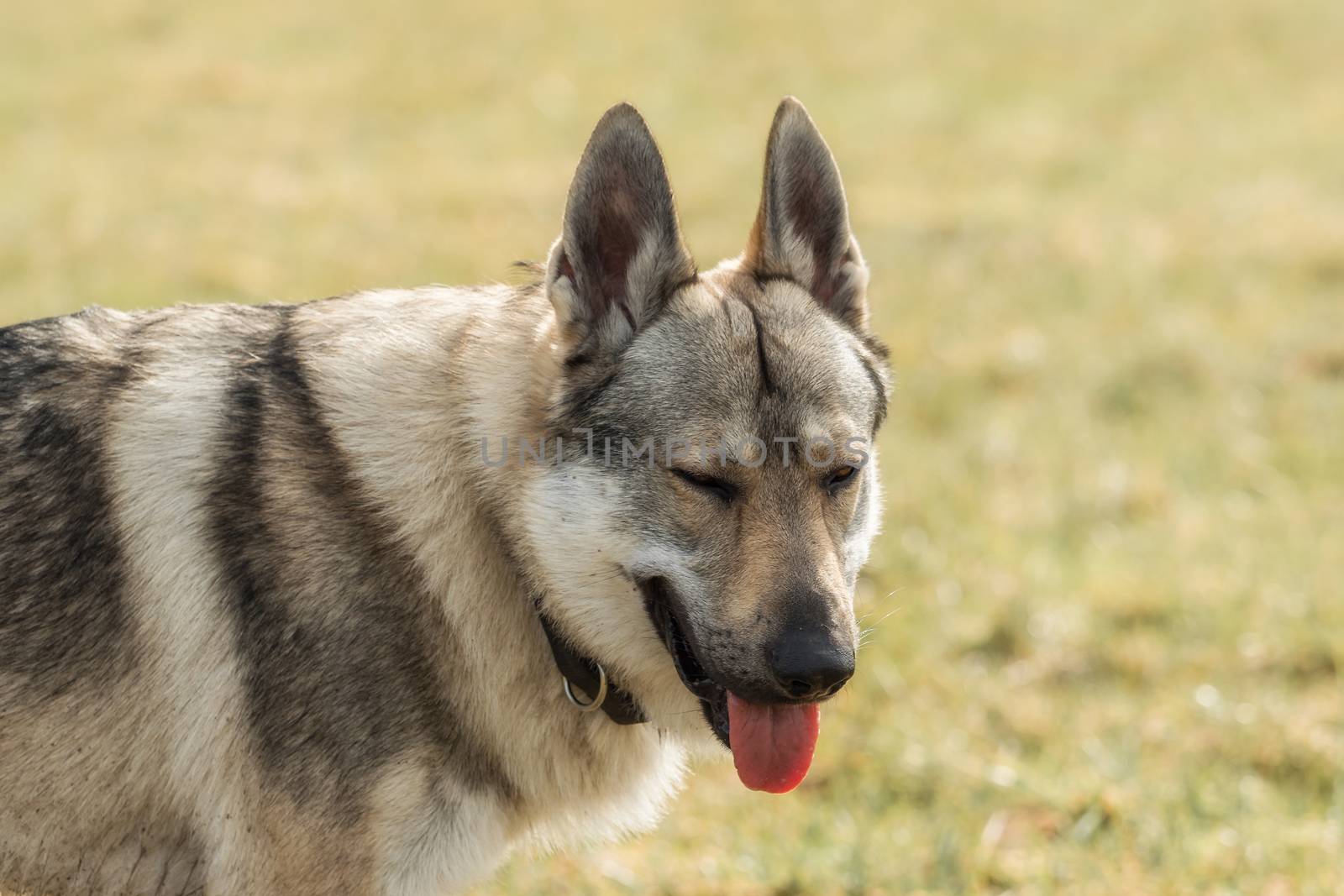 A Czech Wolfhound plays outside in the meadow