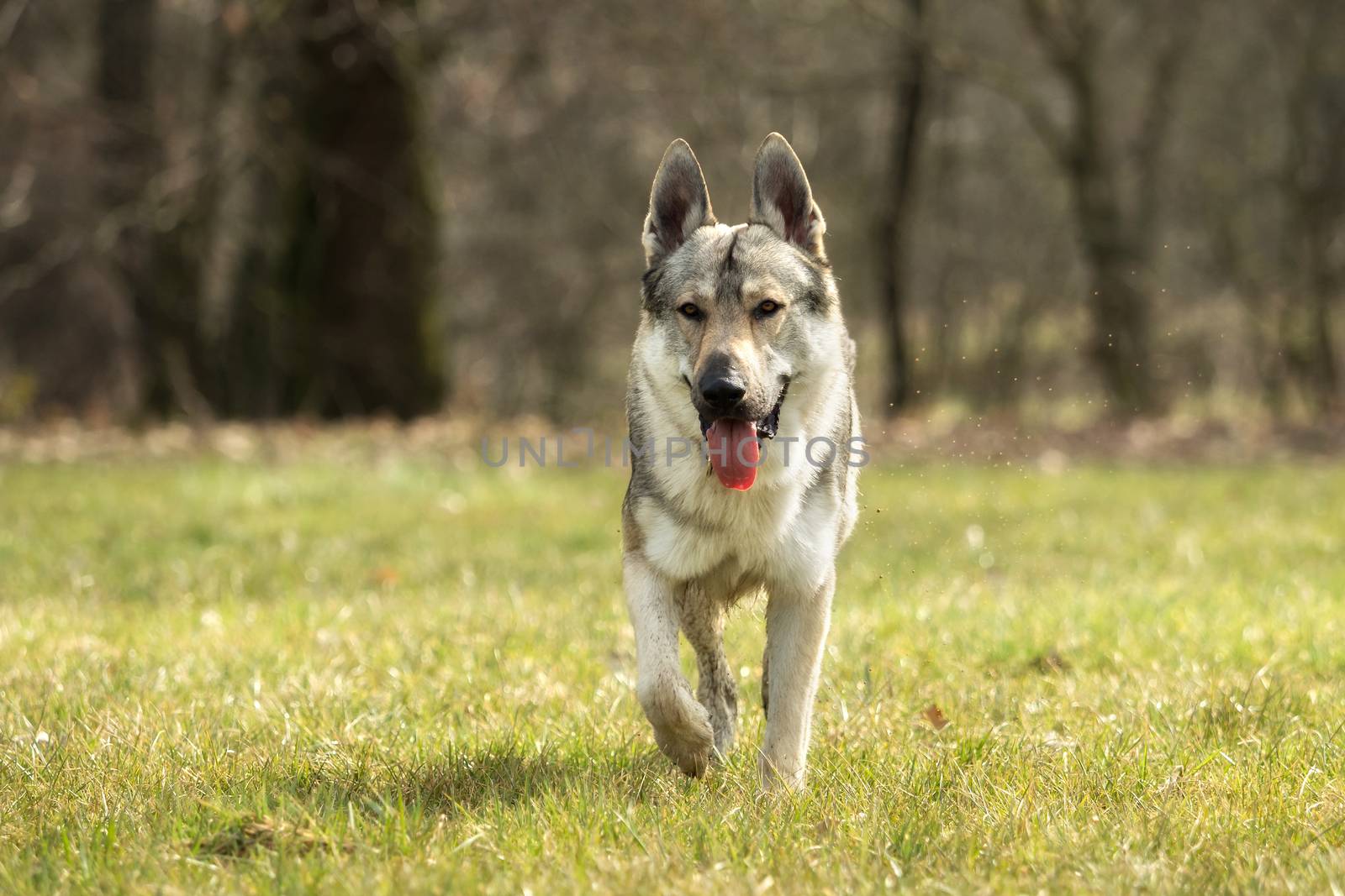 A Czech Wolfhound plays outside in the meadow