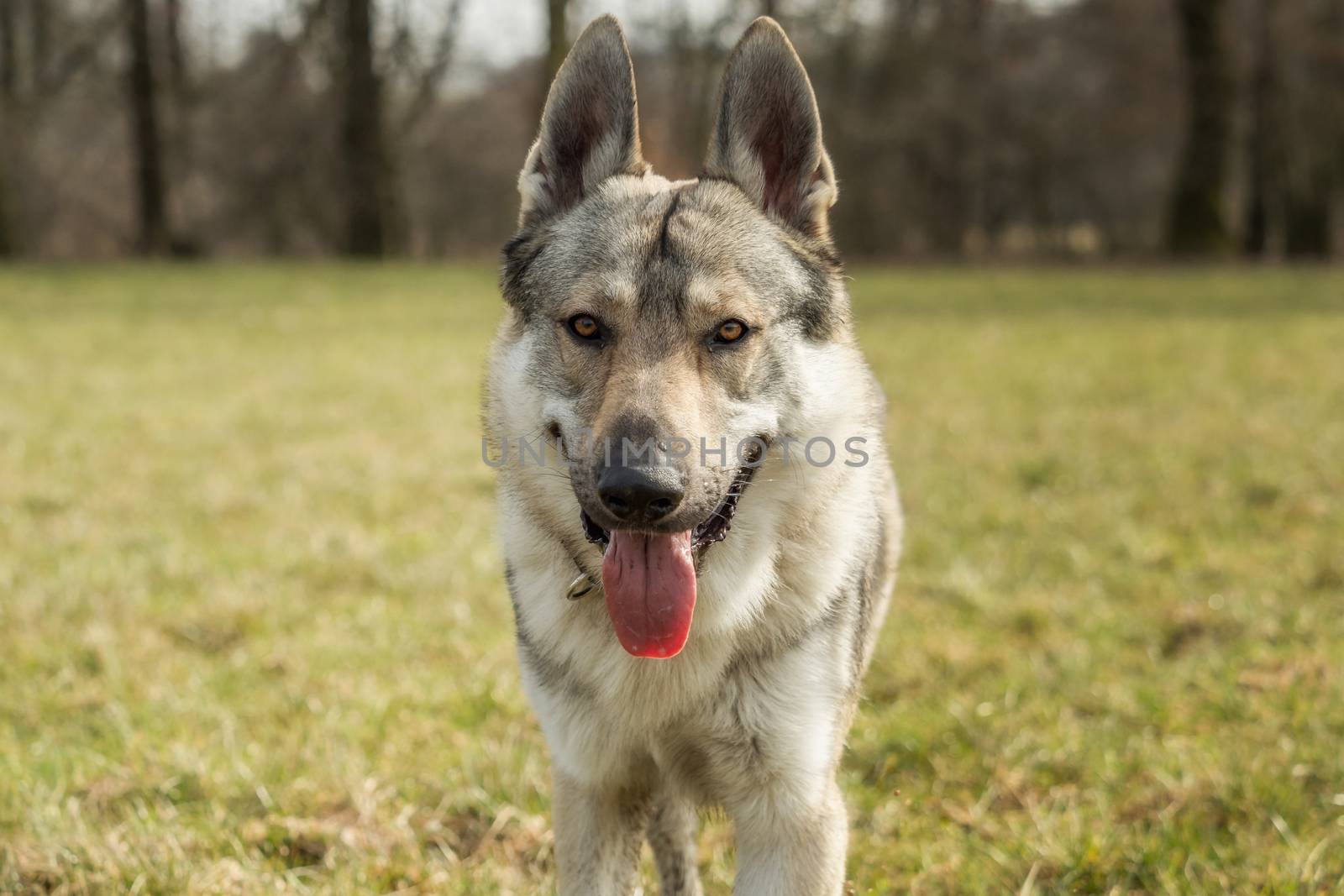 A Czech Wolfhound plays outside in the meadow by sandra_fotodesign