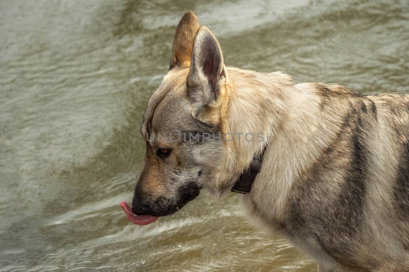 A Czech Wolfhound plays outside in the meadow