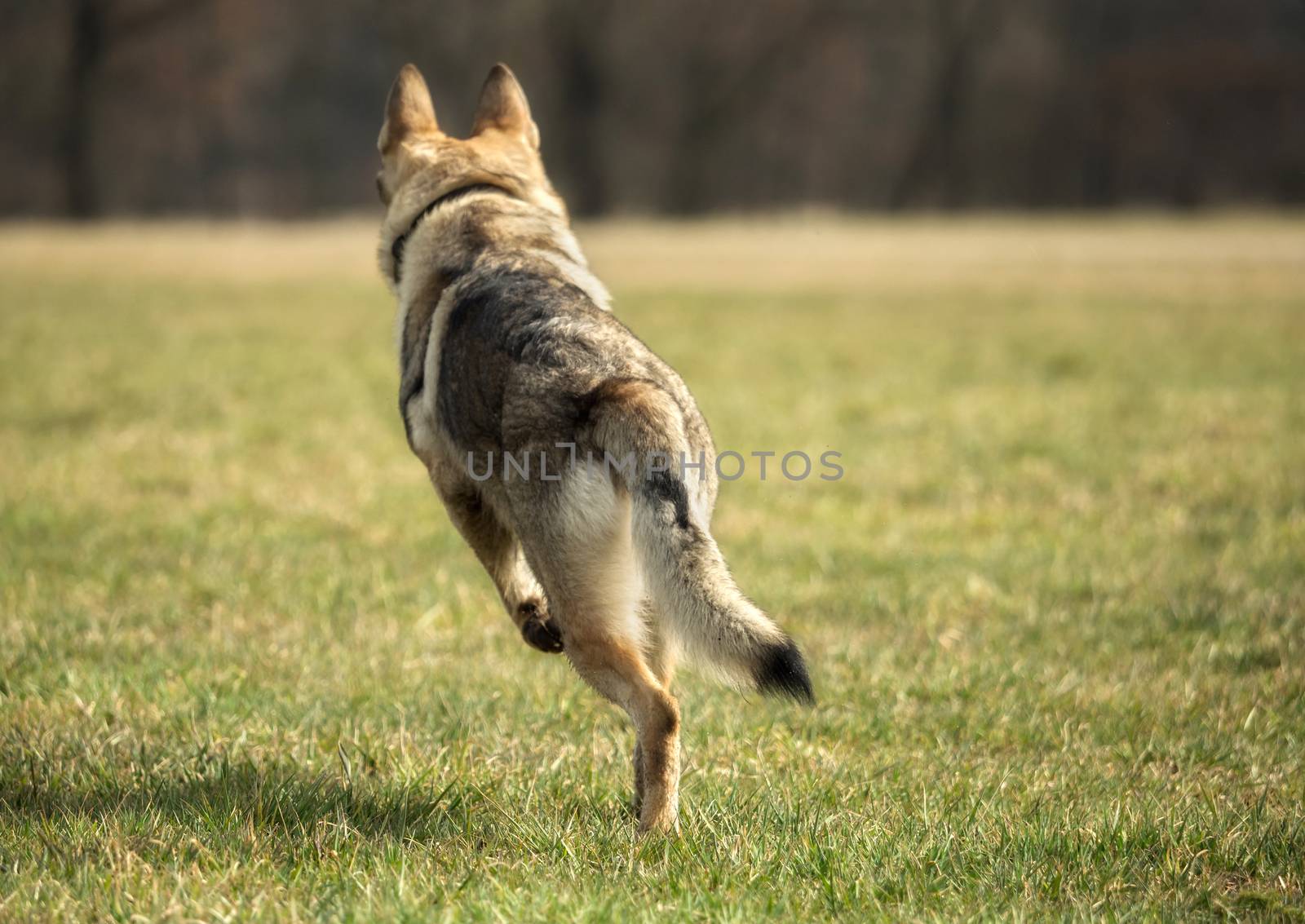 A Czech Wolfhound plays outside in the meadow by sandra_fotodesign