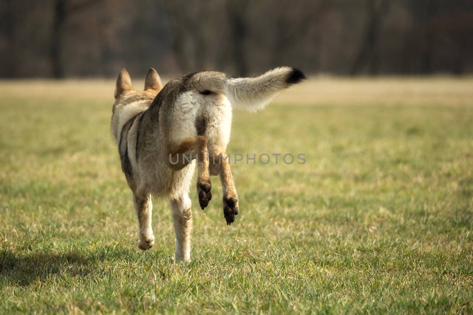 A Czech Wolfhound plays outside in the meadow