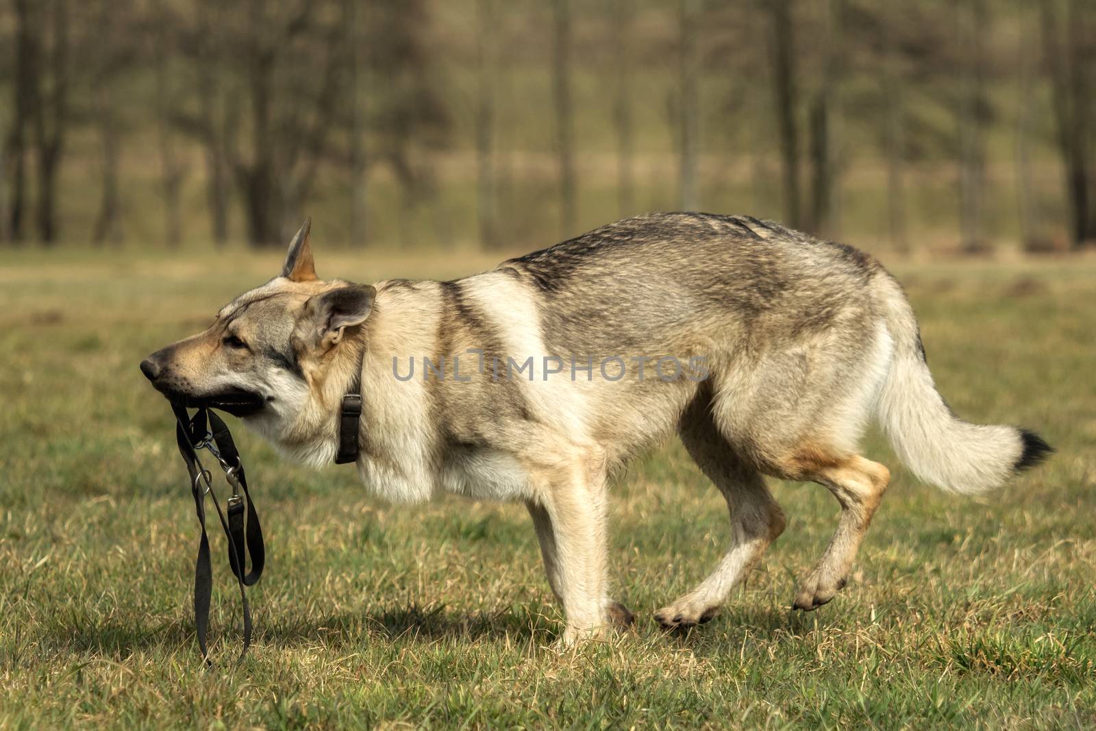 A Czech Wolfhound plays outside in the meadow by sandra_fotodesign