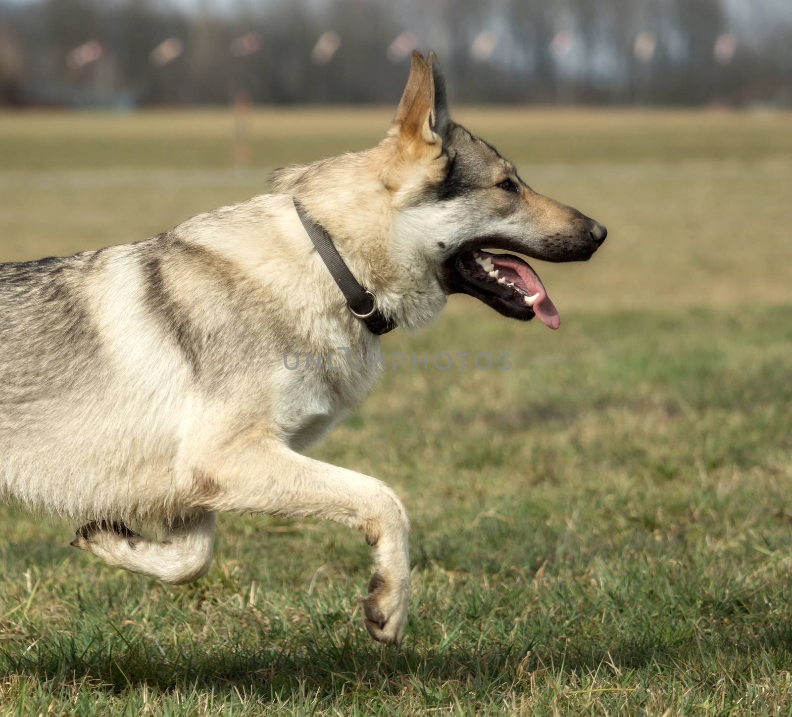 A Czech Wolfhound plays outside in the meadow by sandra_fotodesign