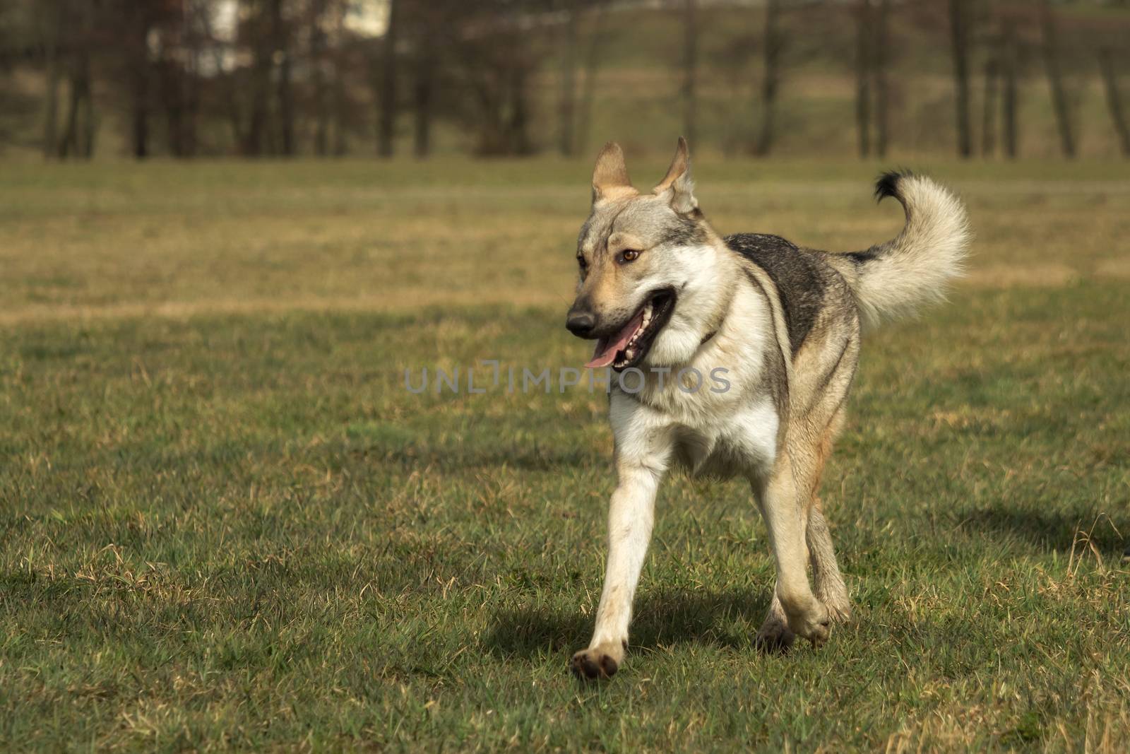 A Czech Wolfhound plays outside in the meadow by sandra_fotodesign