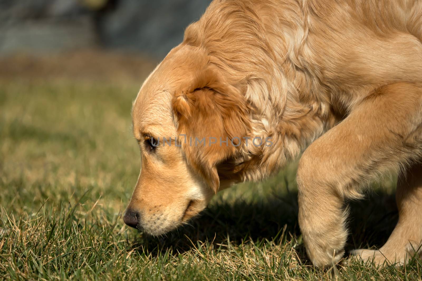 A golden retriever is playing outside in the garden