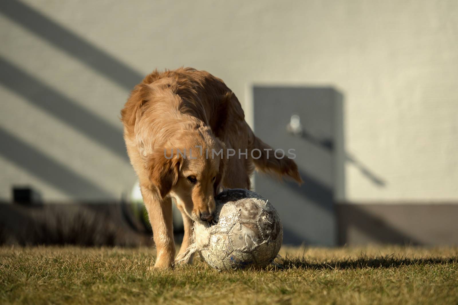 A golden retriever is playing outside in the garden by sandra_fotodesign