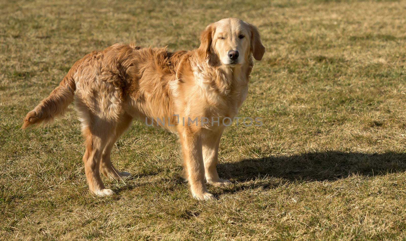 A golden retriever is playing outside in the garden