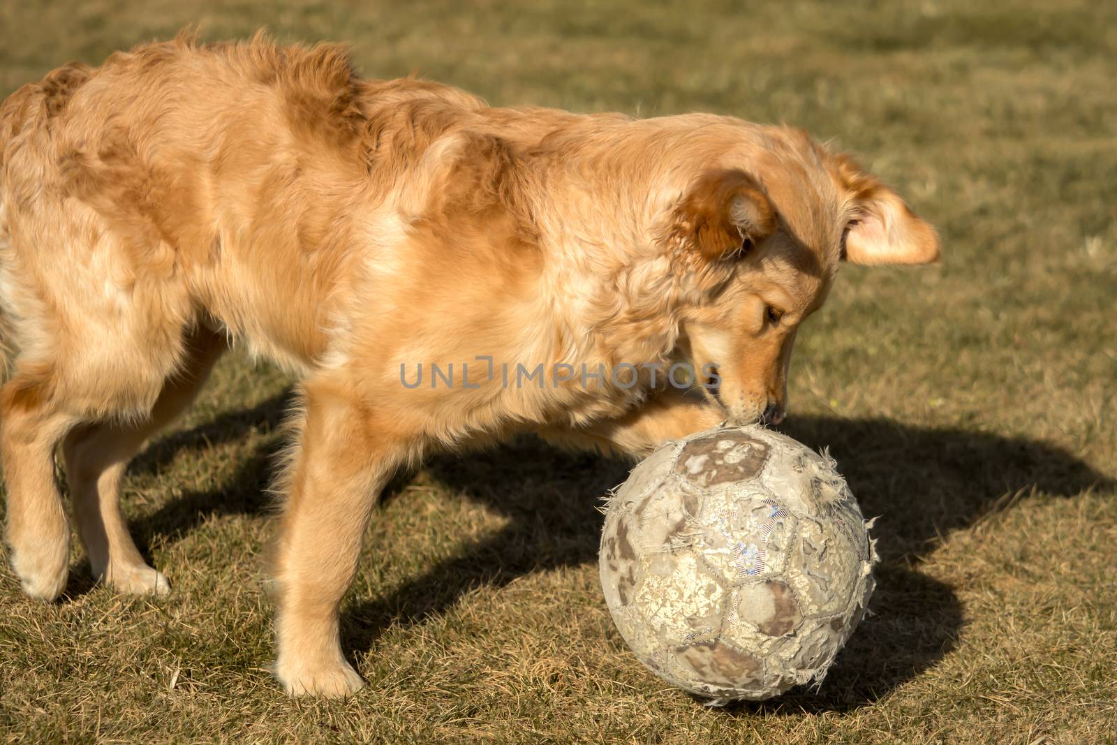 A golden retriever is playing outside in the garden