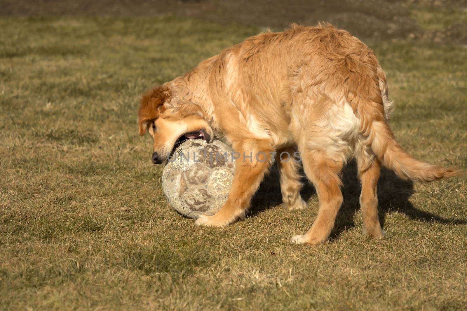 A golden retriever is playing outside in the garden