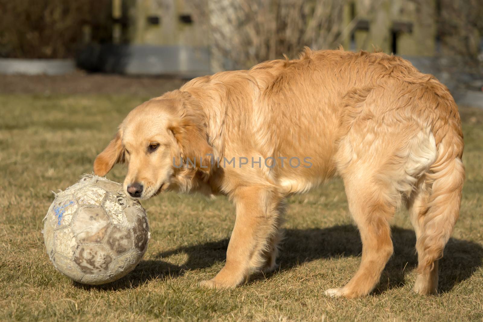 A golden retriever is playing outside in the garden