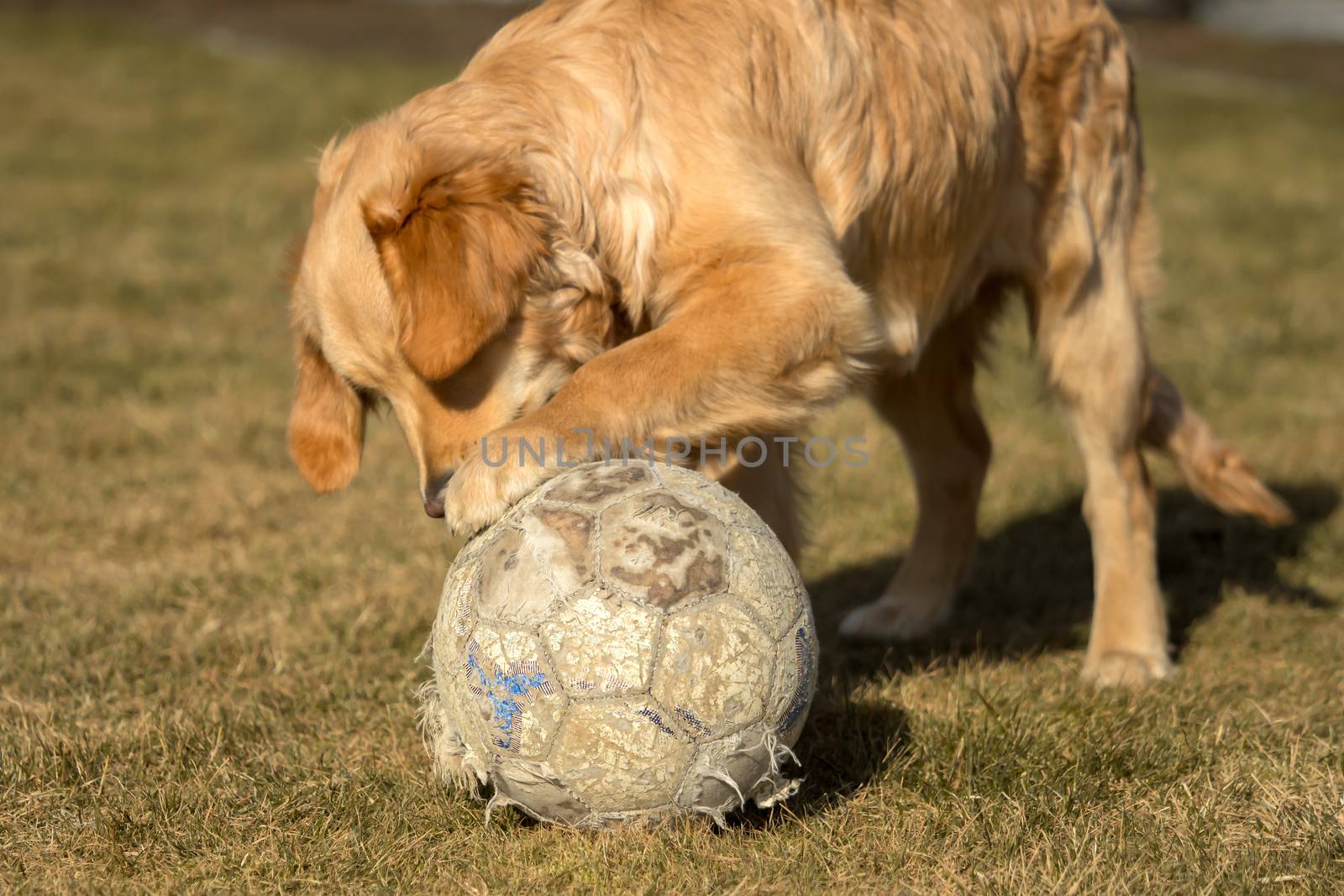 A golden retriever is playing outside in the garden by sandra_fotodesign