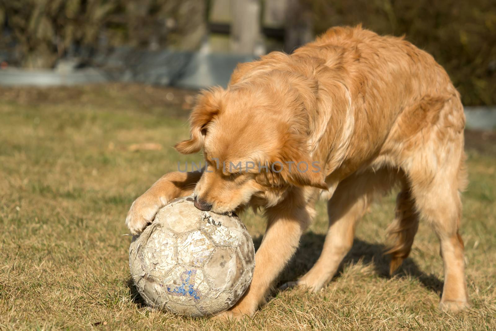 A golden retriever is playing outside in the garden by sandra_fotodesign