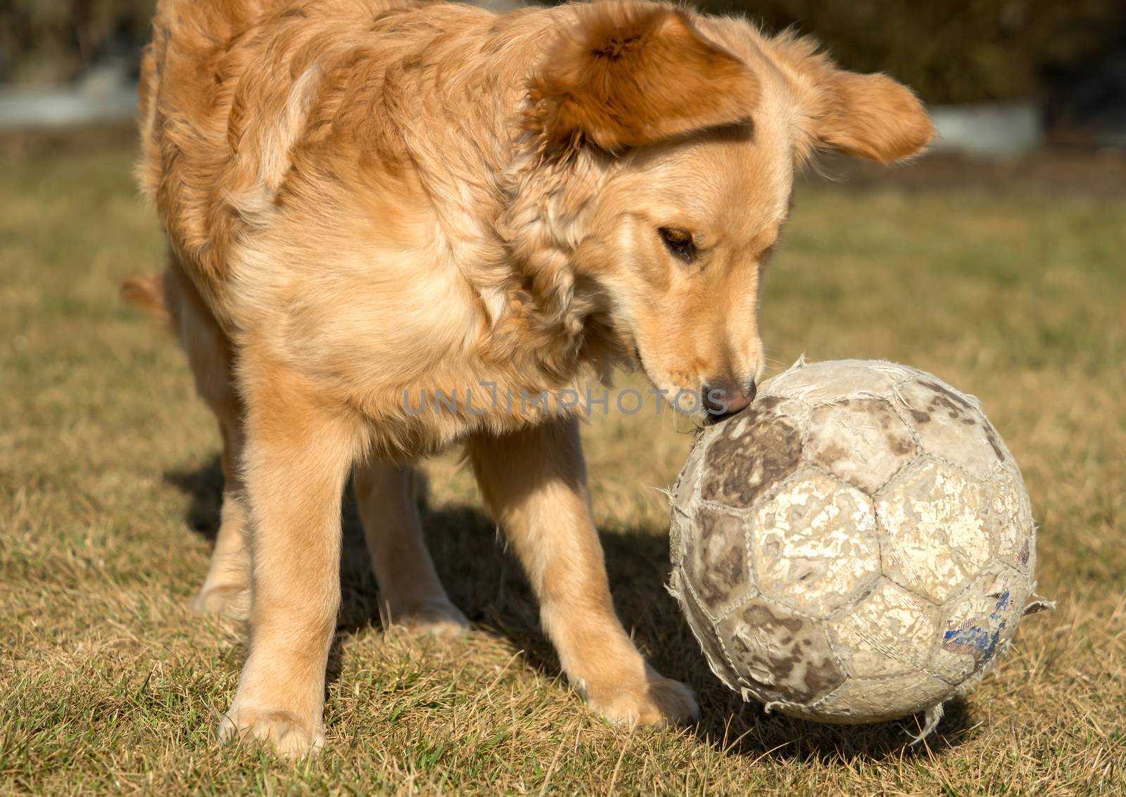 A golden retriever is playing outside in the garden