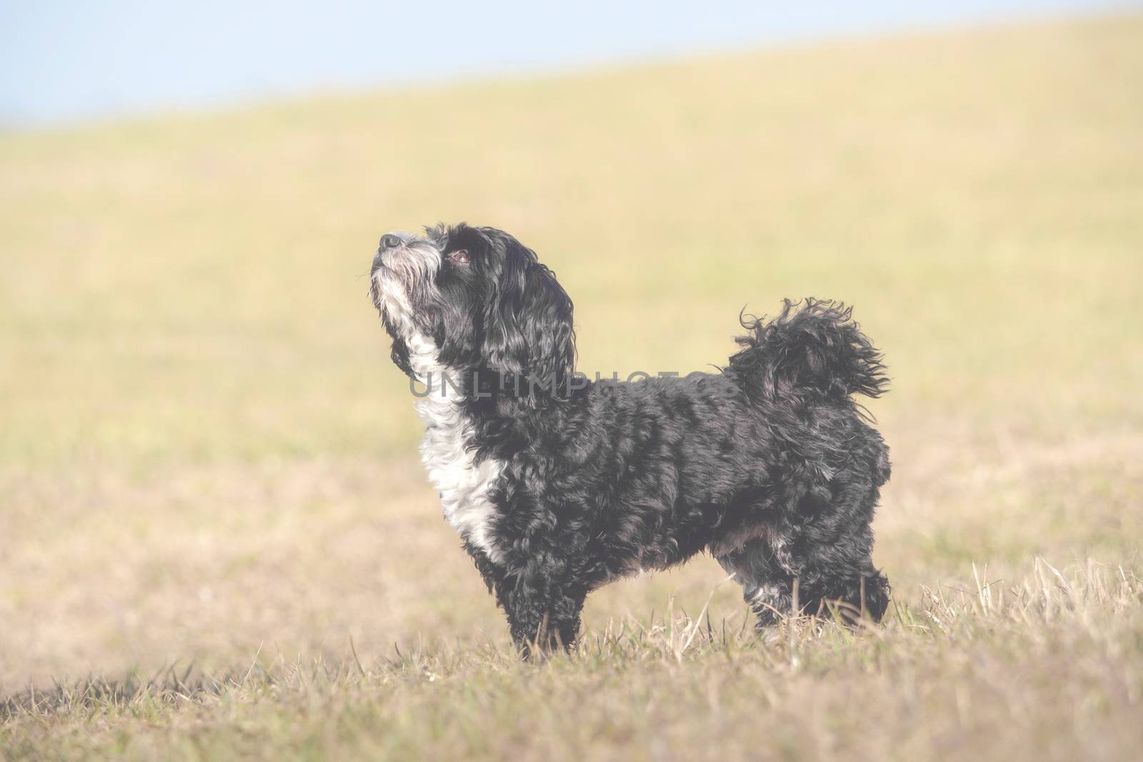 A little Havanese plays outside in the meadow