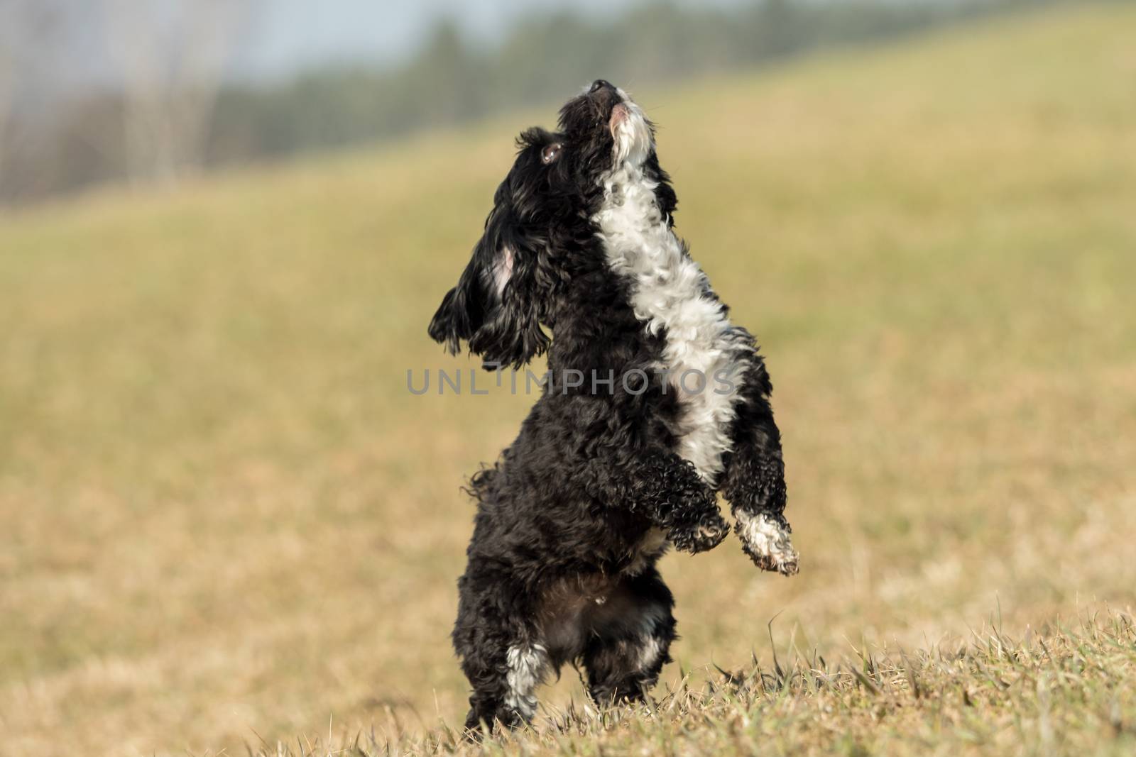 A little Havanese plays outside in the meadow by sandra_fotodesign