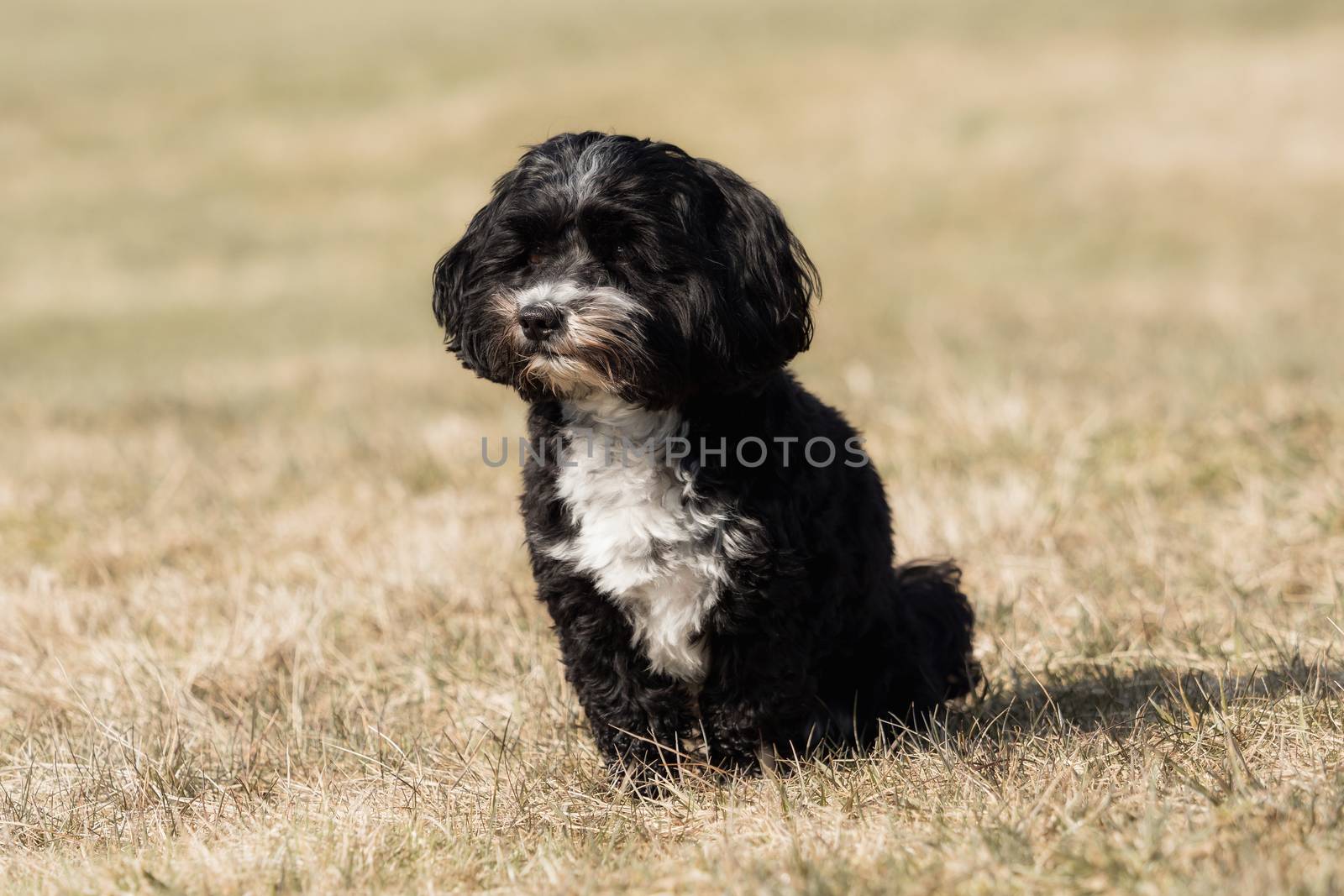 A little Havanese plays outside in the meadow