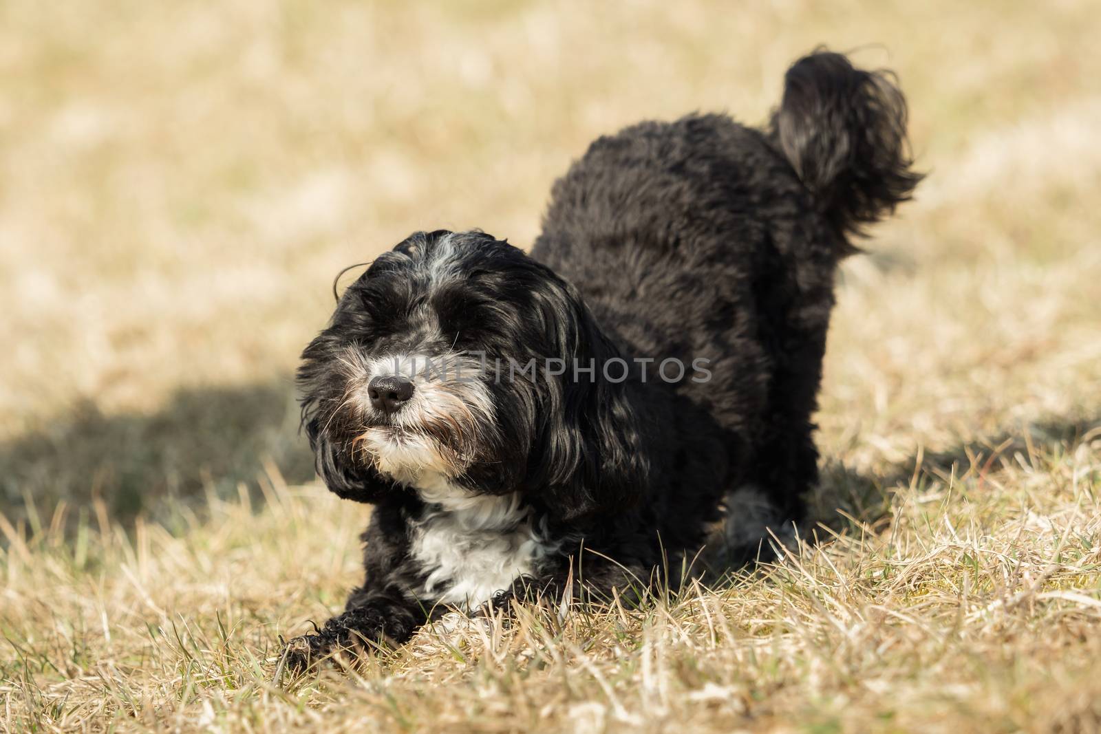 A little Havanese plays outside in the meadow by sandra_fotodesign