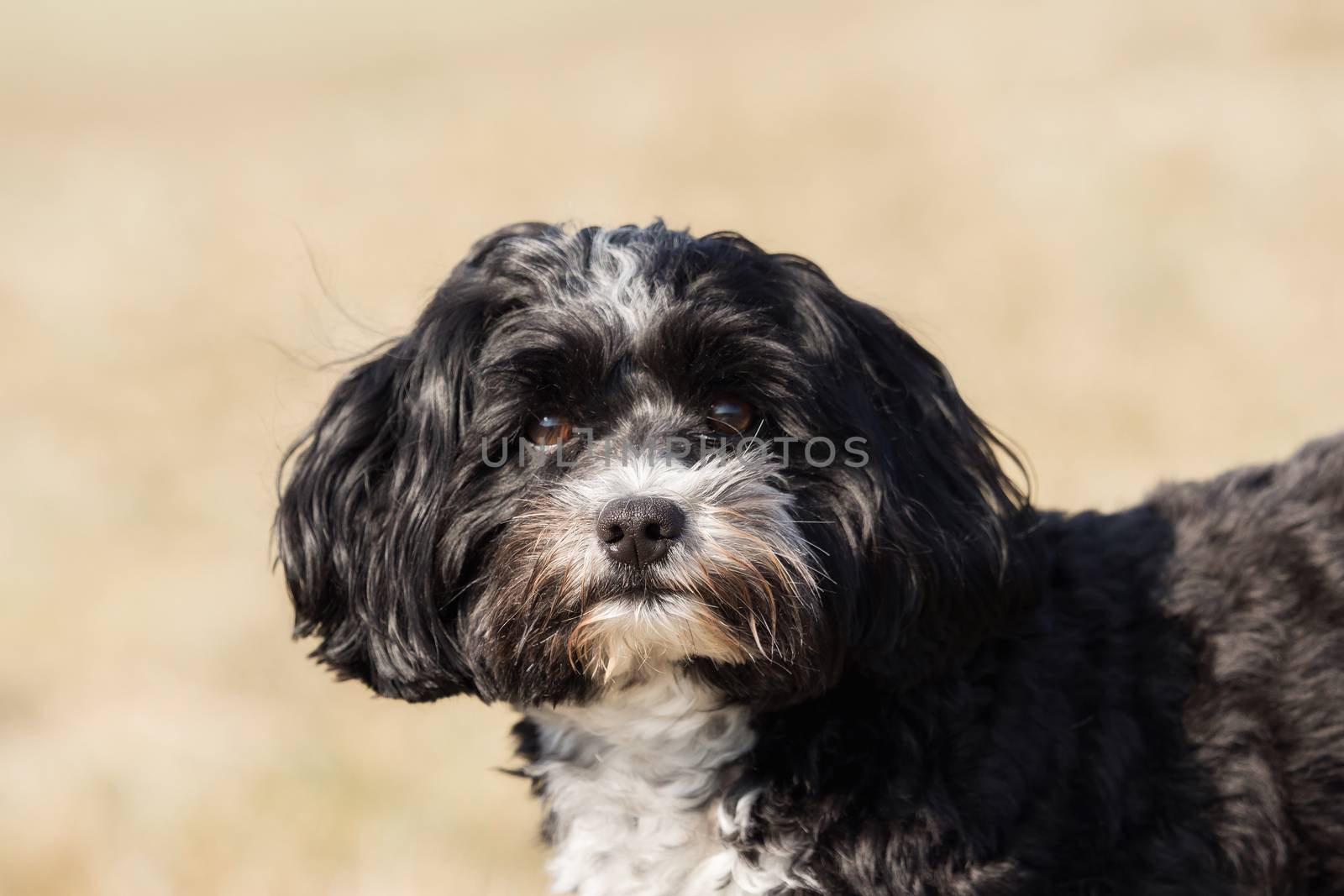 A little Havanese plays outside in the meadow by sandra_fotodesign