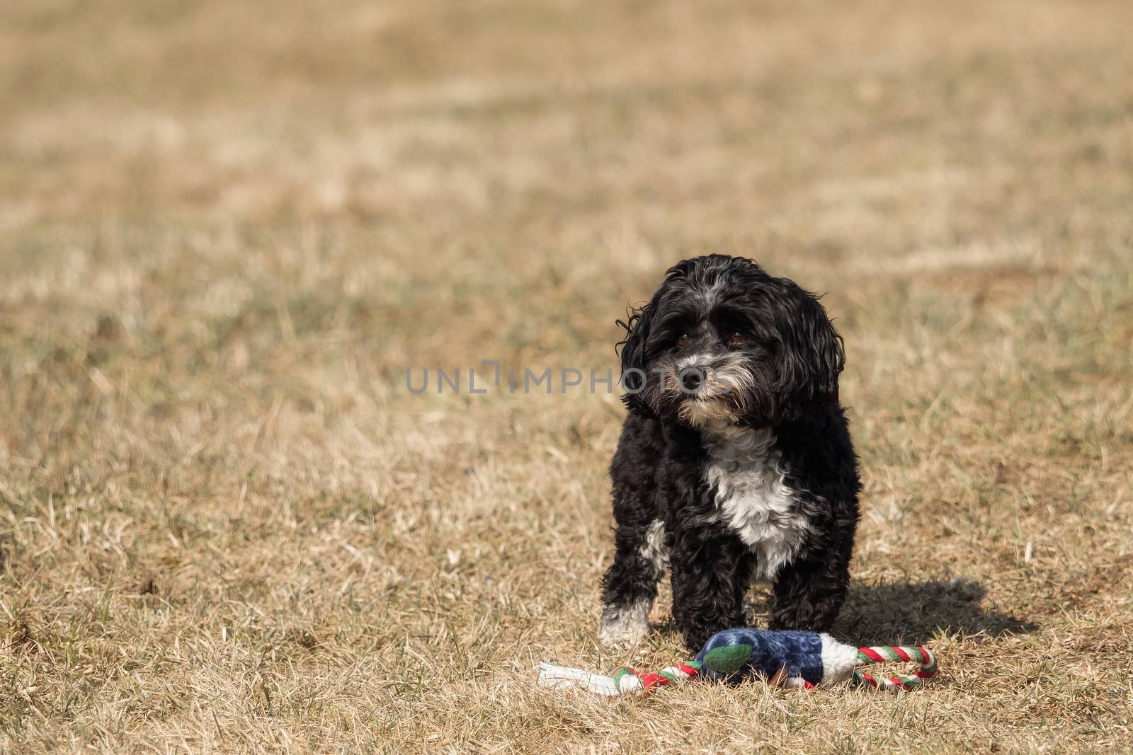 A little Havanese plays outside in the meadow