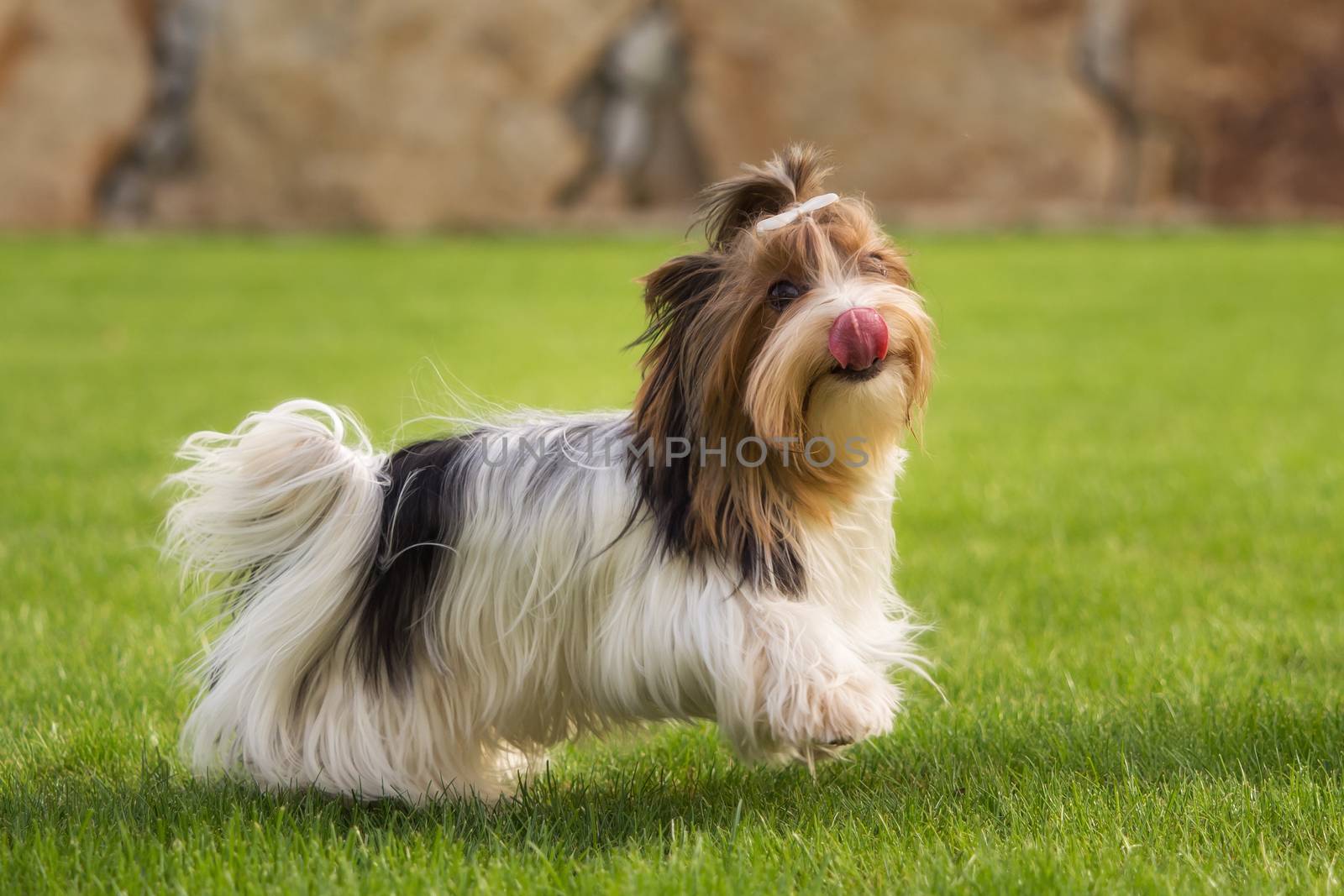 A little Yorkshire Terrier is playing outside in the garden by sandra_fotodesign