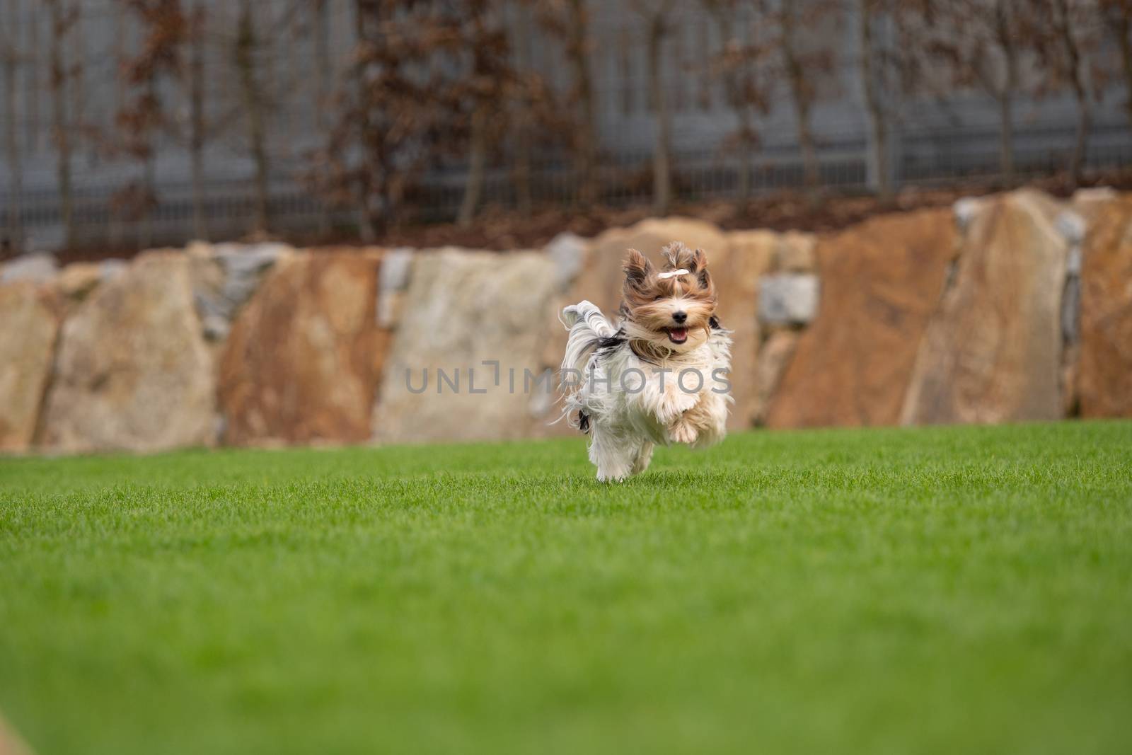 A little Yorkshire Terrier is playing outside in the garden by sandra_fotodesign