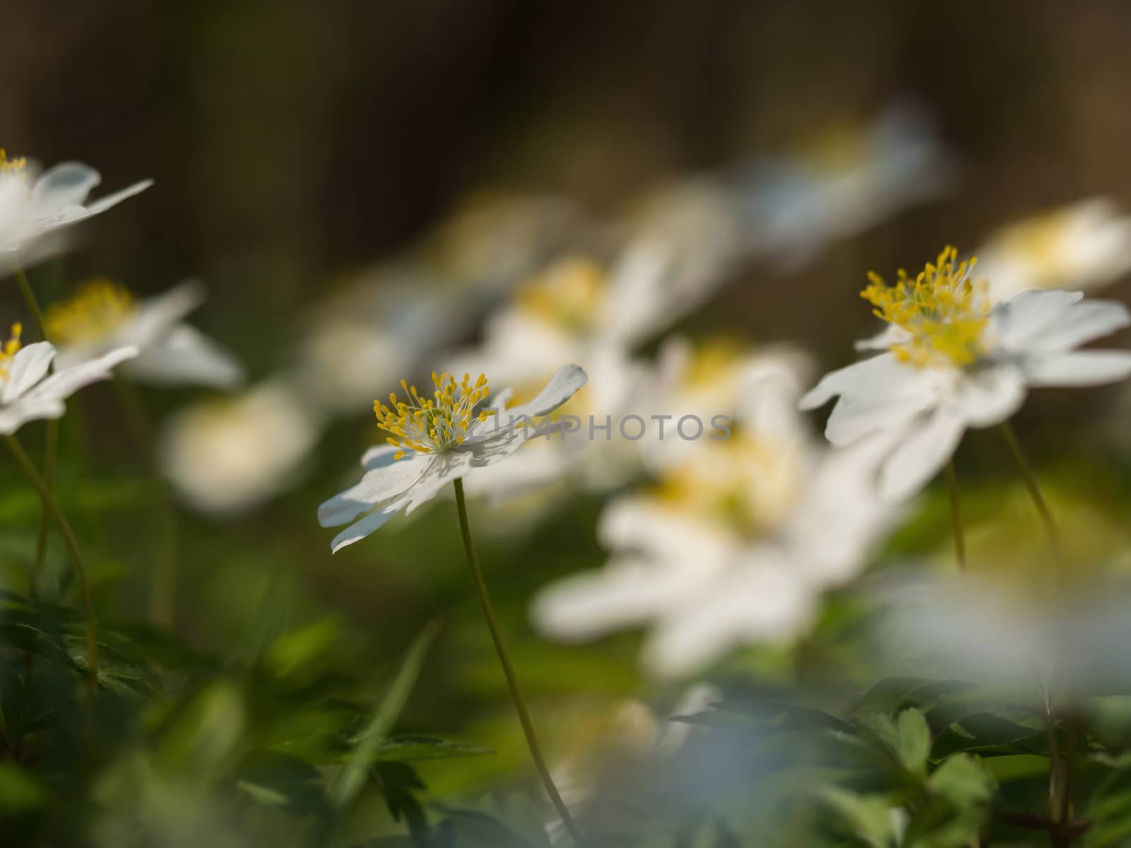 A small flower in the foreground, with a soft bokeh