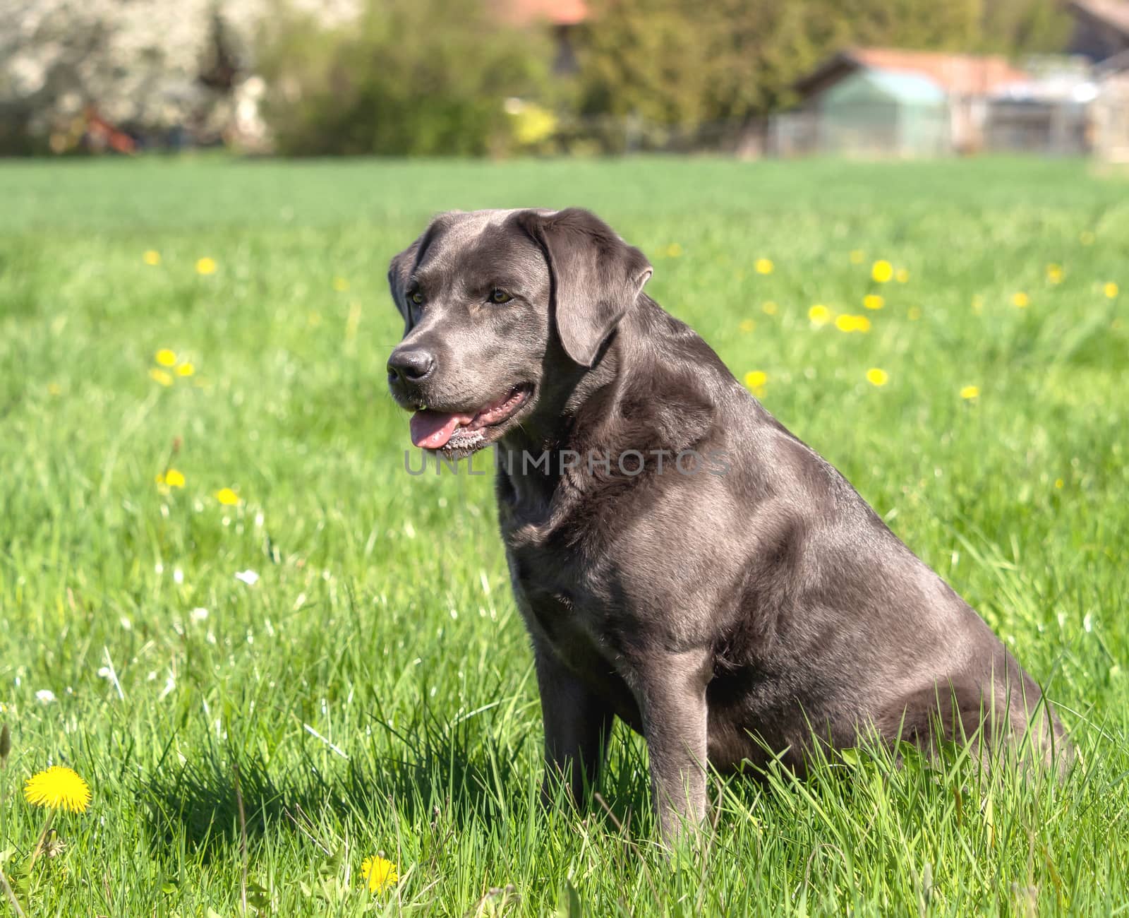 A beautiful dark Labrador Retriever plays outside by sandra_fotodesign