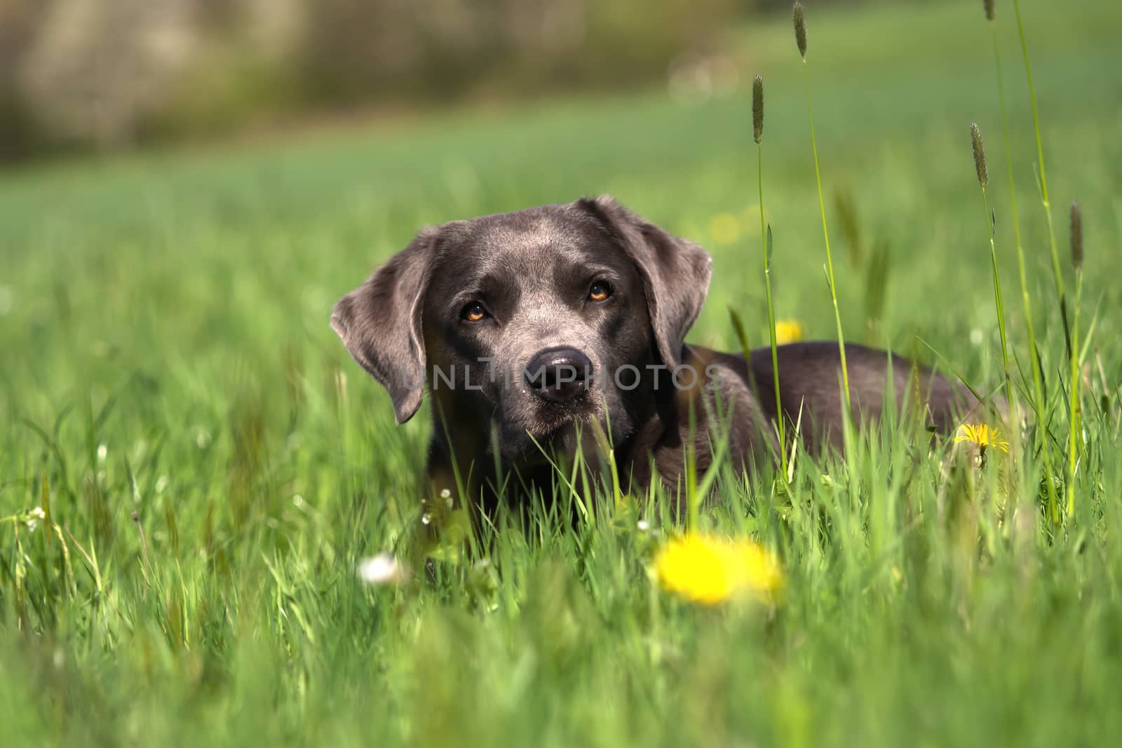 A beautiful dark Labrador Retriever plays outside