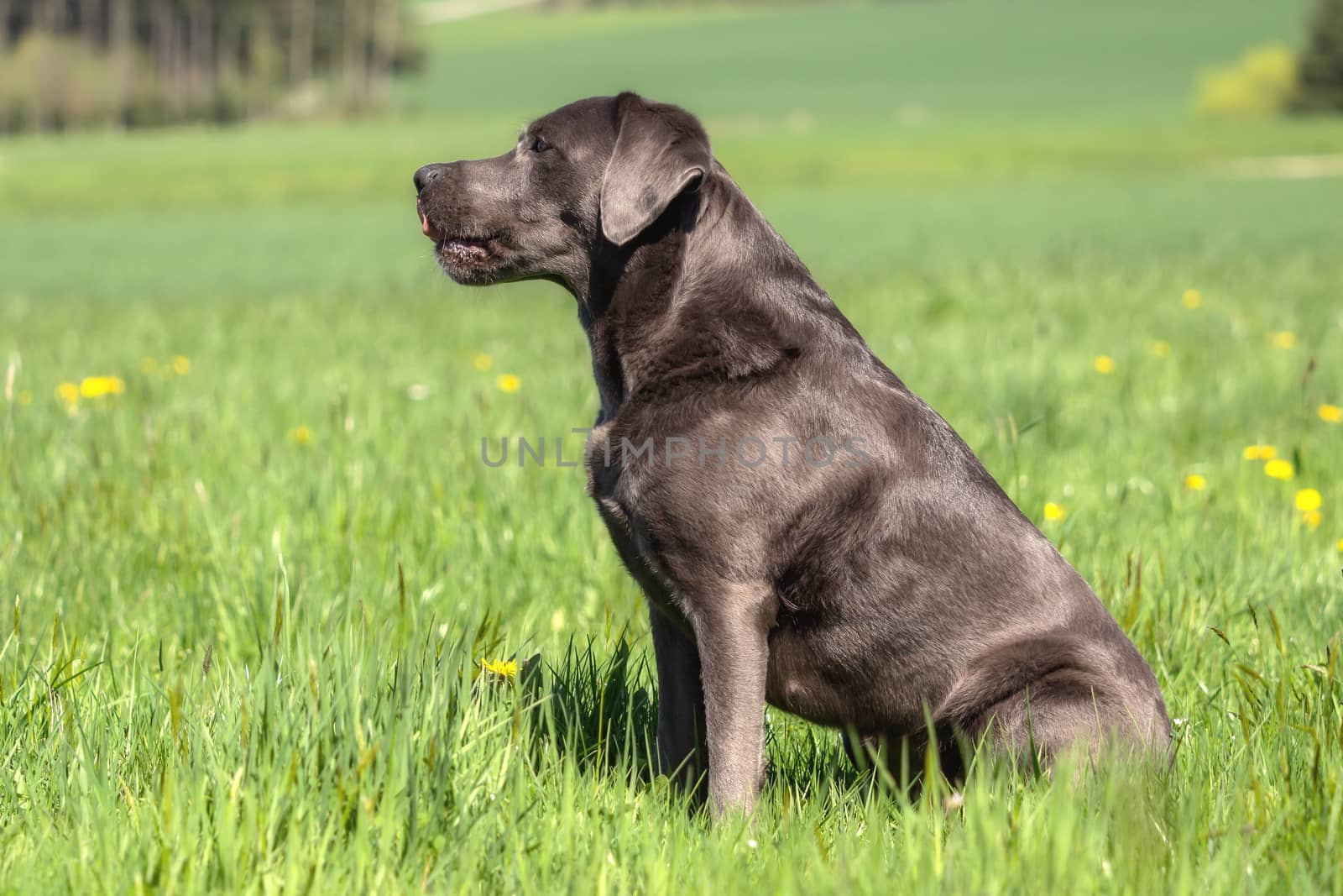A beautiful dark Labrador Retriever plays outside