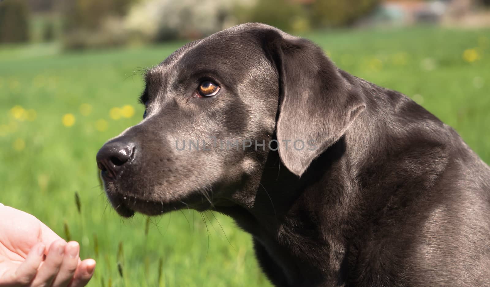 A beautiful dark Labrador Retriever plays outside
