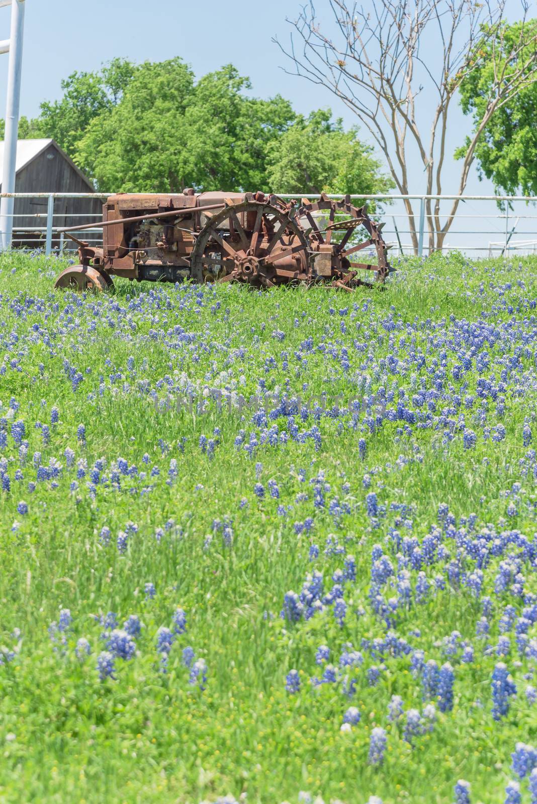 Old tractor and Bluebonnet blossom at rural farm in Bristol, Texas, USA. Wildflower blooming in meadow with rustic wagon, countryside landscape