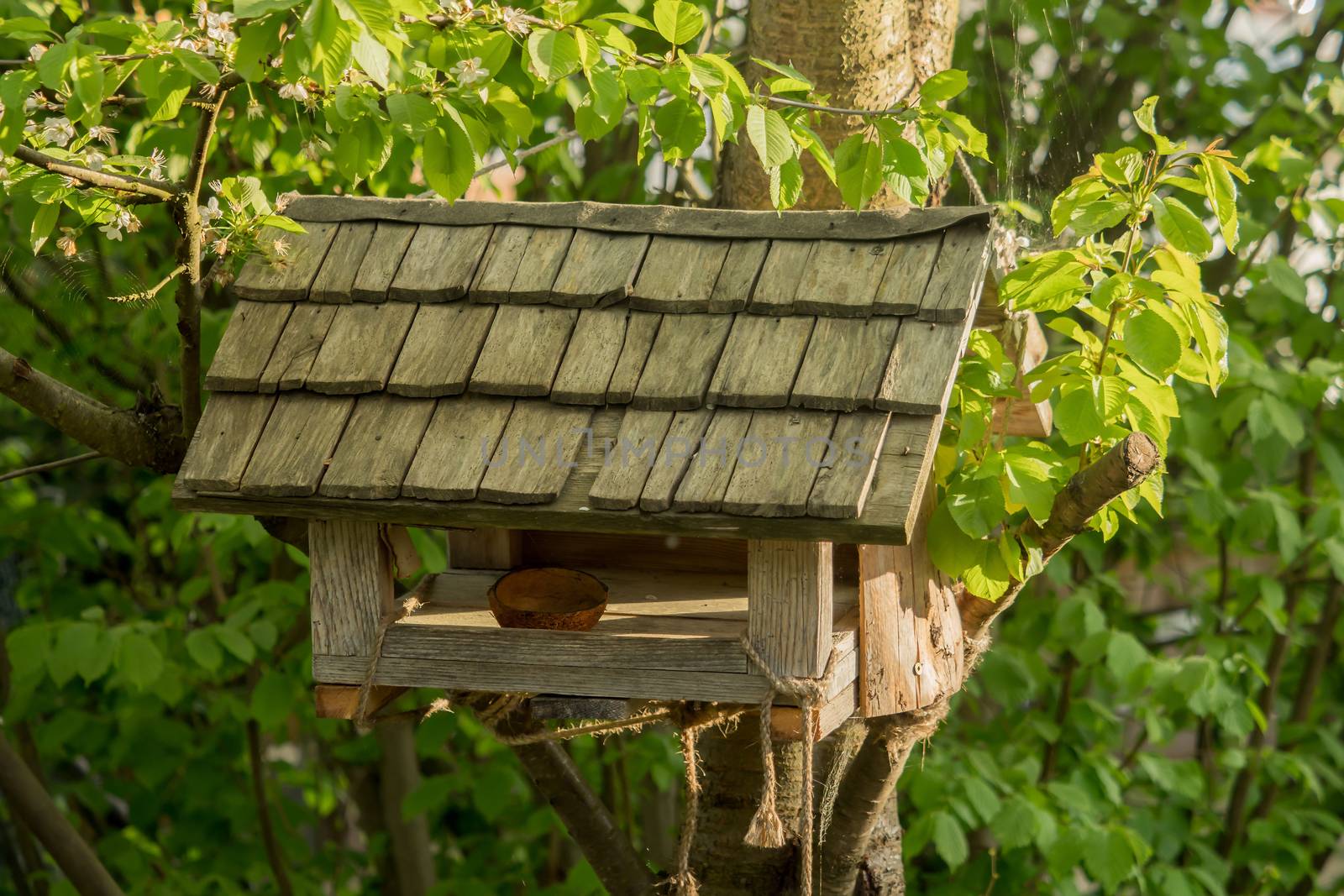 A small birdhouse hangs on the tree