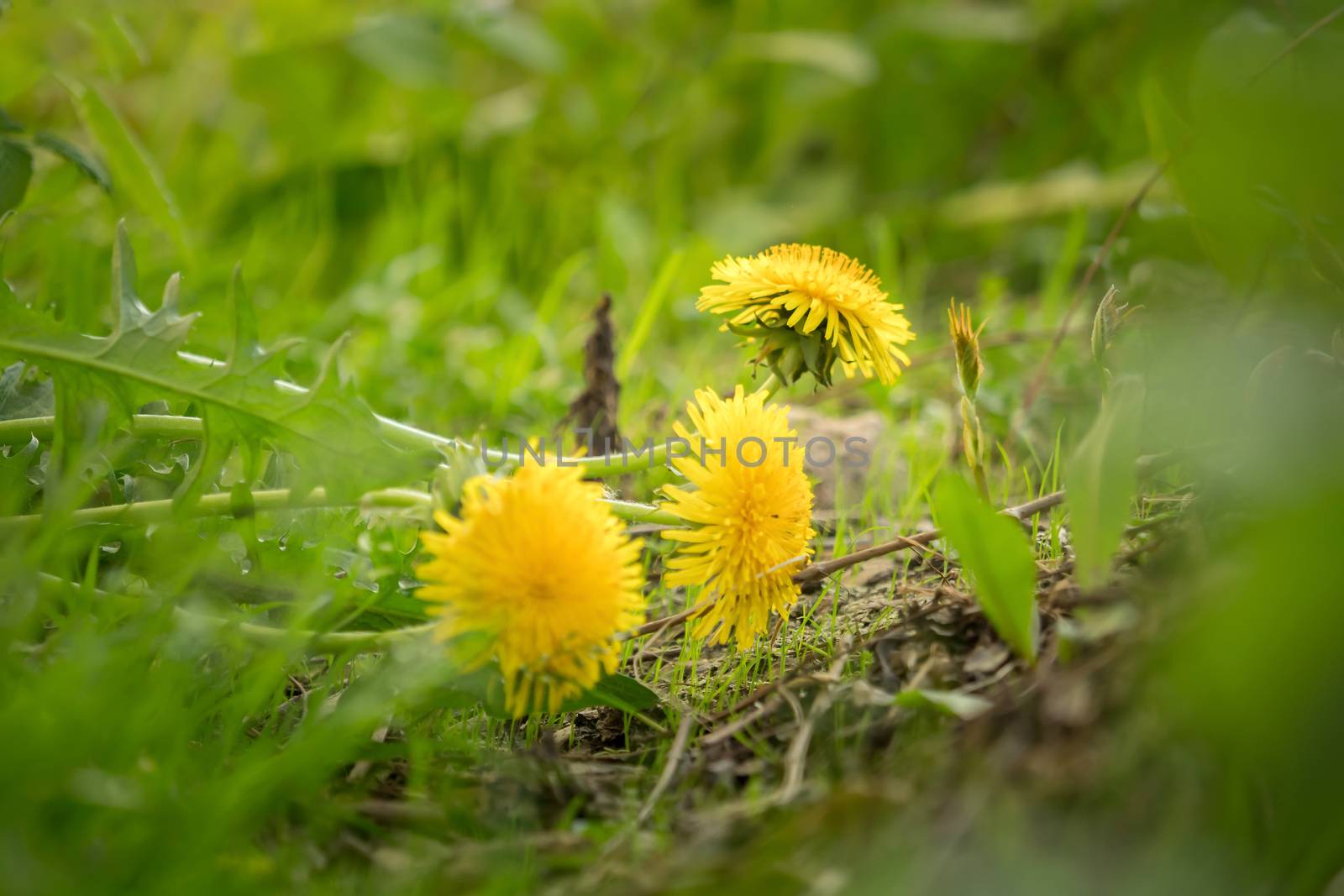 Dandelions in the middle of the garden by sandra_fotodesign