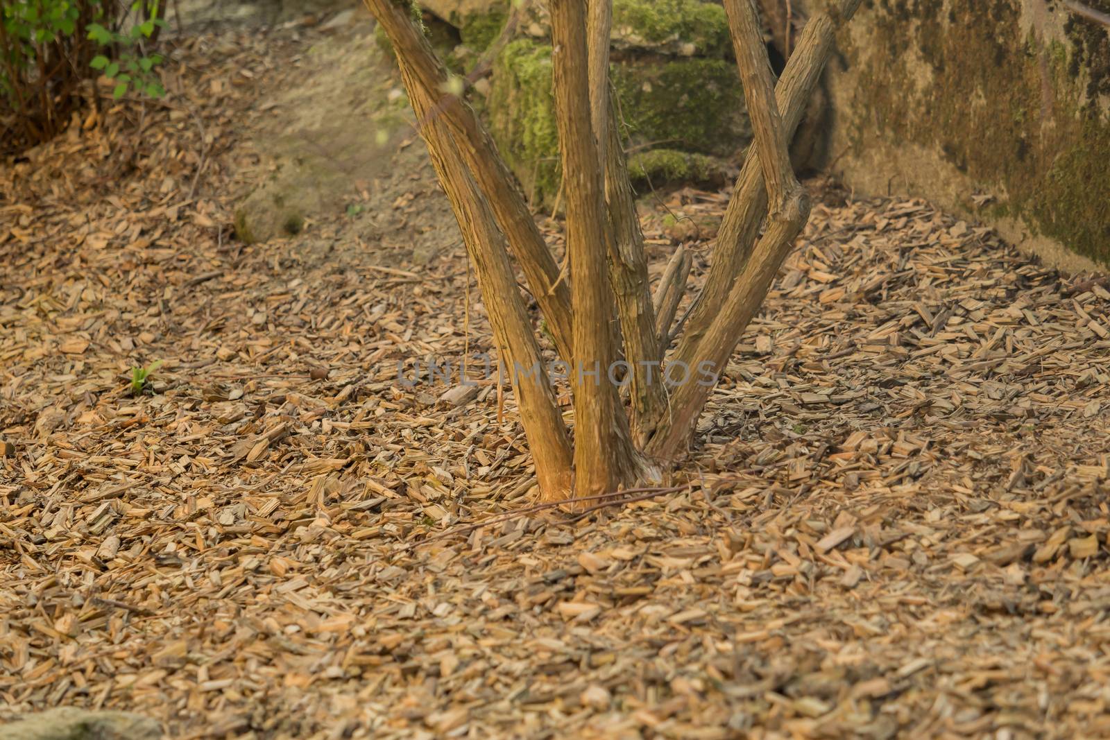 A tree with a lot of bark mulch by sandra_fotodesign