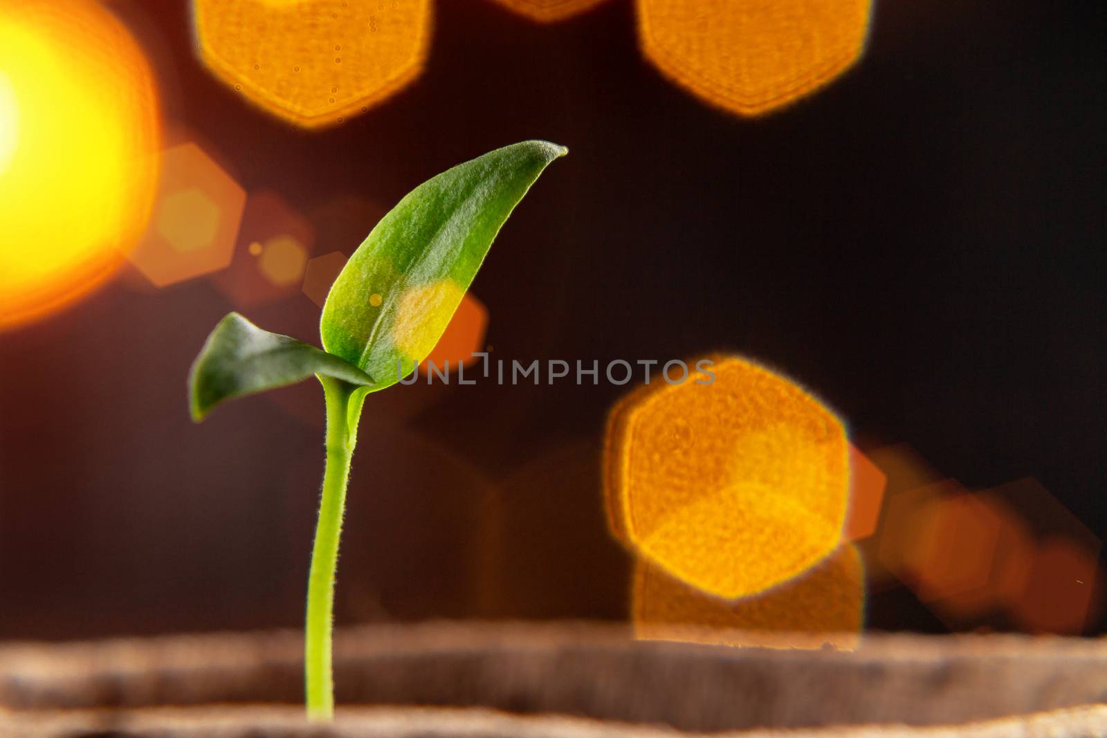 Small sprout of pepper plant in a paper pot.