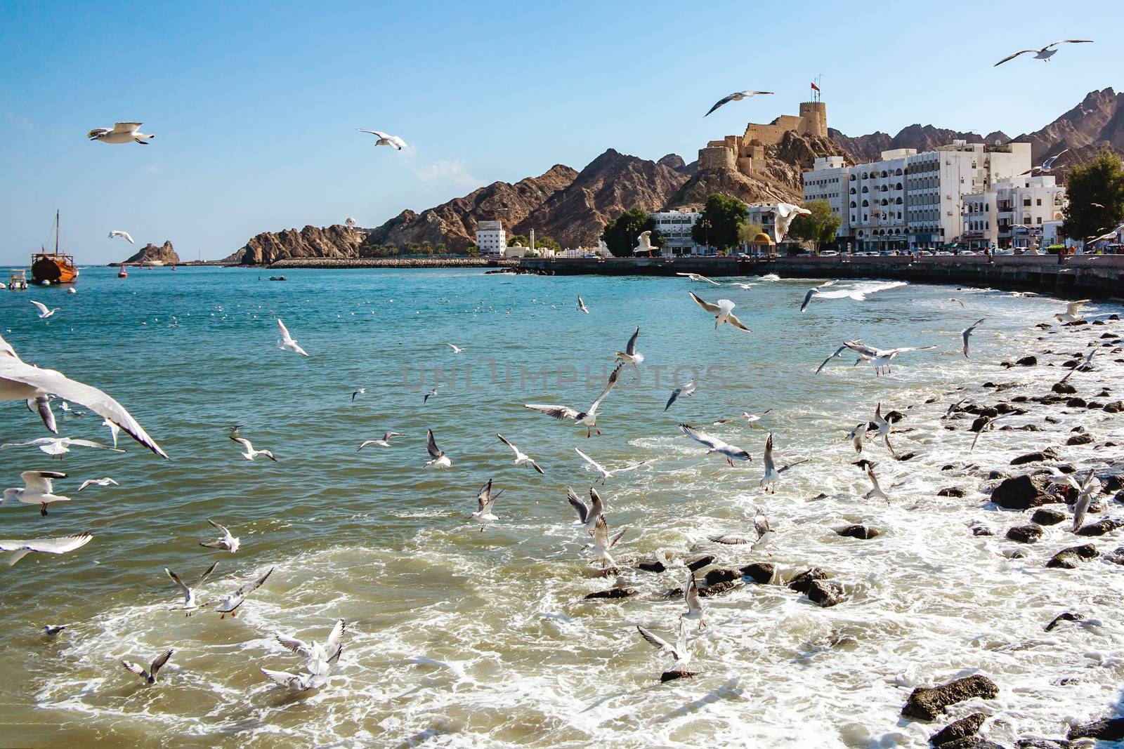 flock of gulls on the coast of the Omani Bay in the city of Muscat near the waterfront by galsand