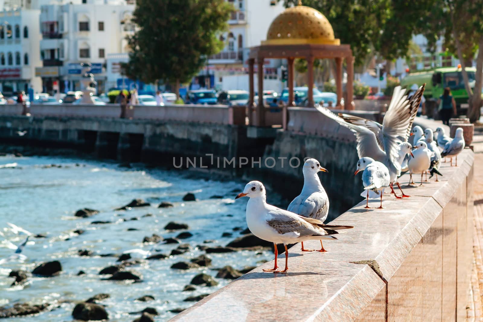 Gulls on the parapet of the embankment in Muscat, the capital of Oman.