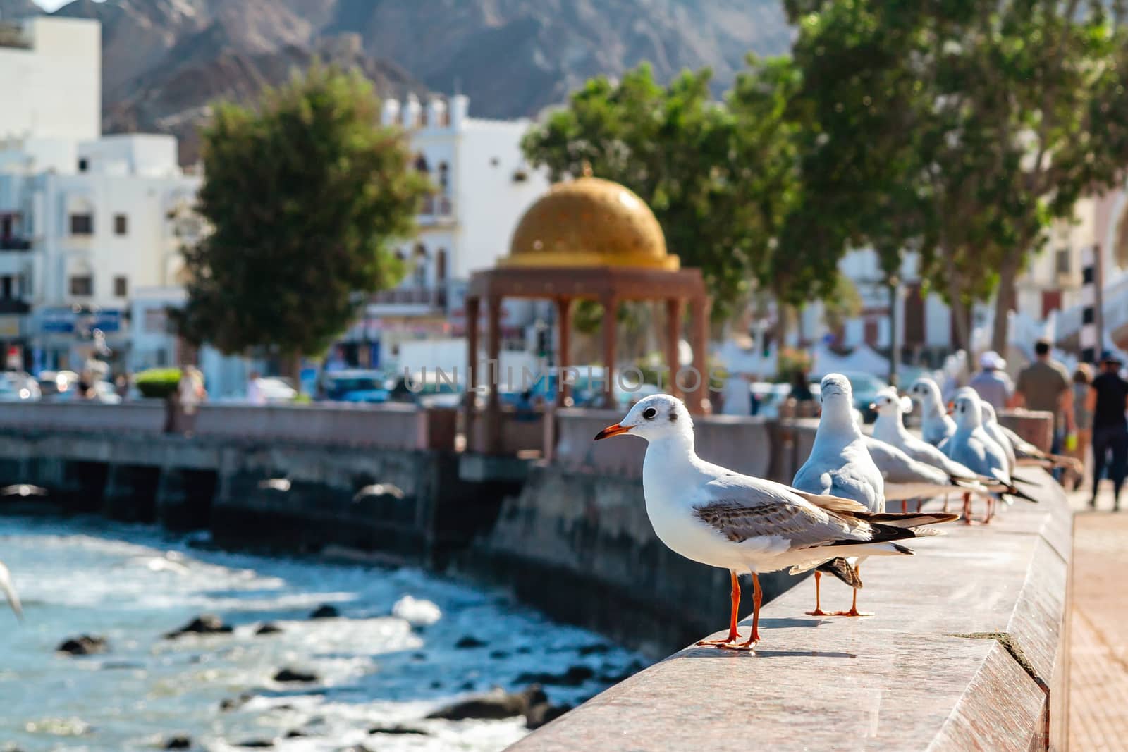 Gulls on the parapet of the embankment in Muscat, the capital of Oman by galsand