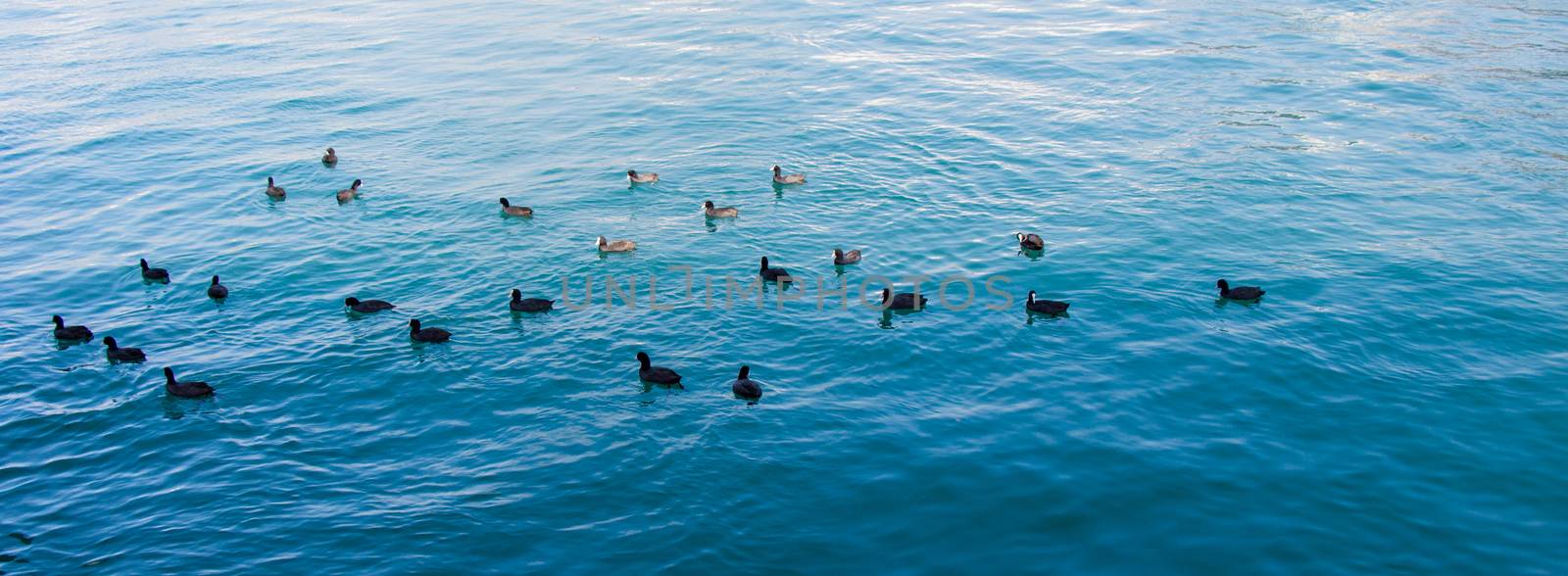 Flock of birds on water with water background by berkay